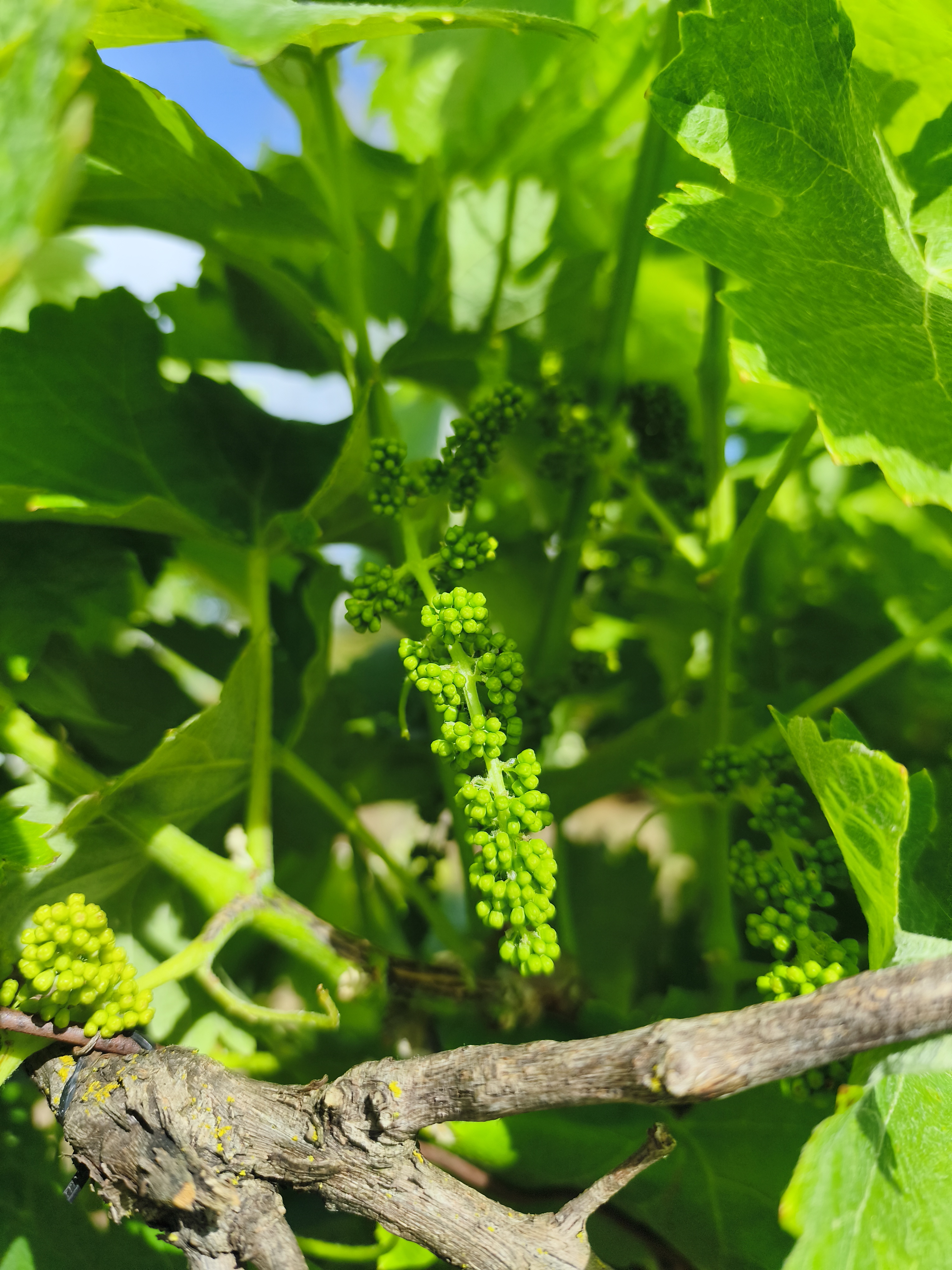 Crescimento prematuro das uvas, consequência do aumento da temperatura
