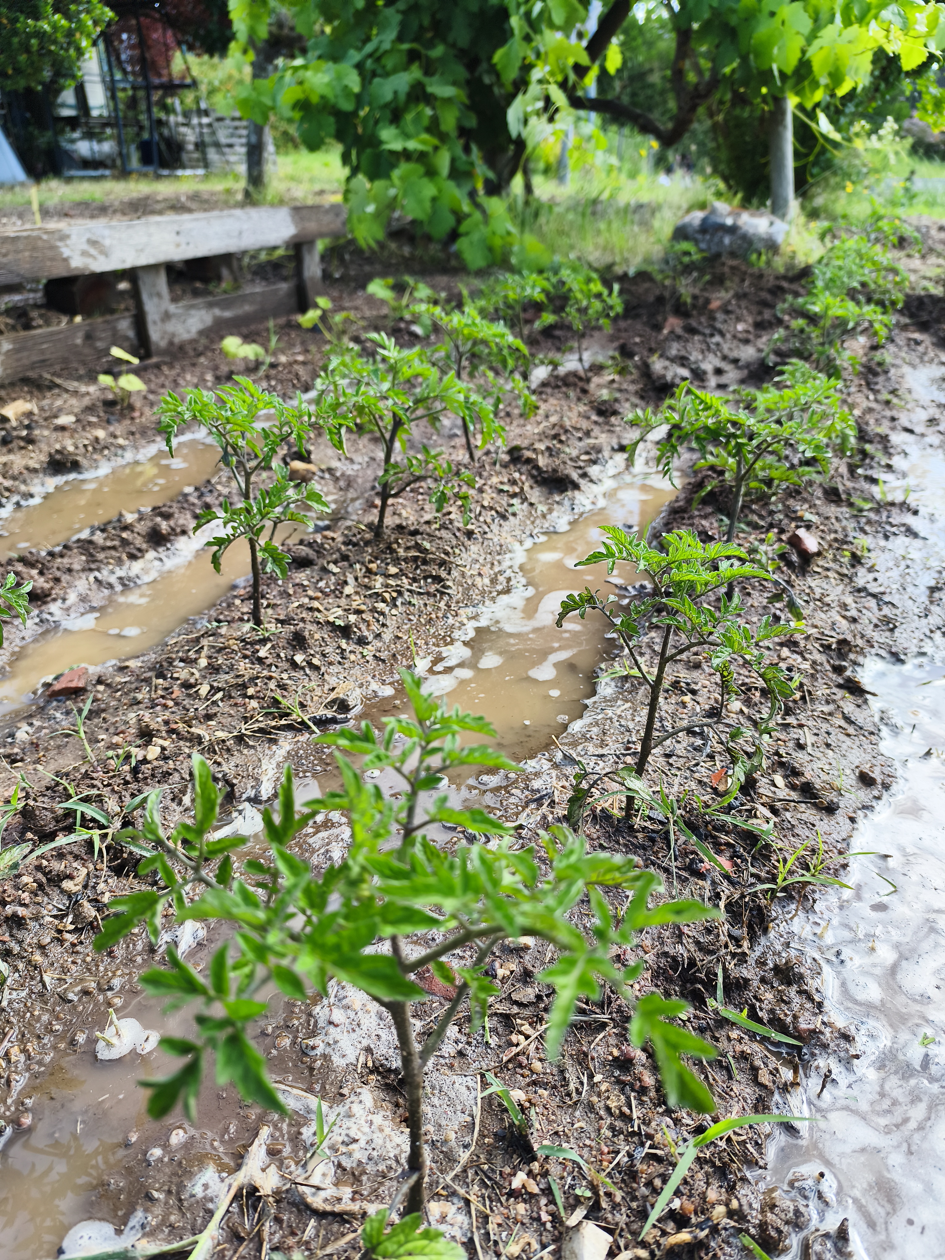 Plantação de diferentes qualidades de tomate