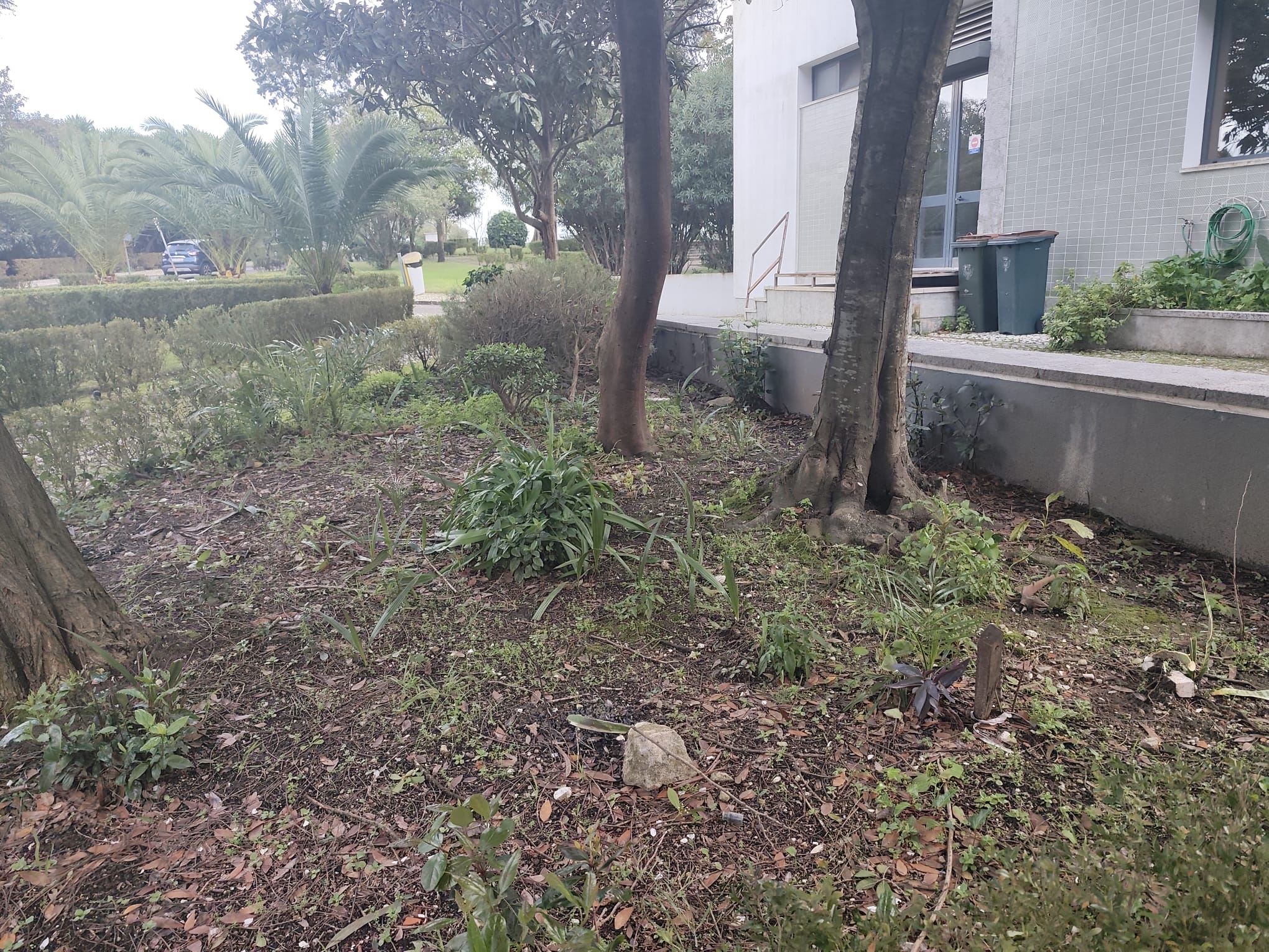 Um projeto que "cuida de quem cuida".  Planificação de  outros recantos da Escola para cultivar e promover mais saúde e biodiversidade.