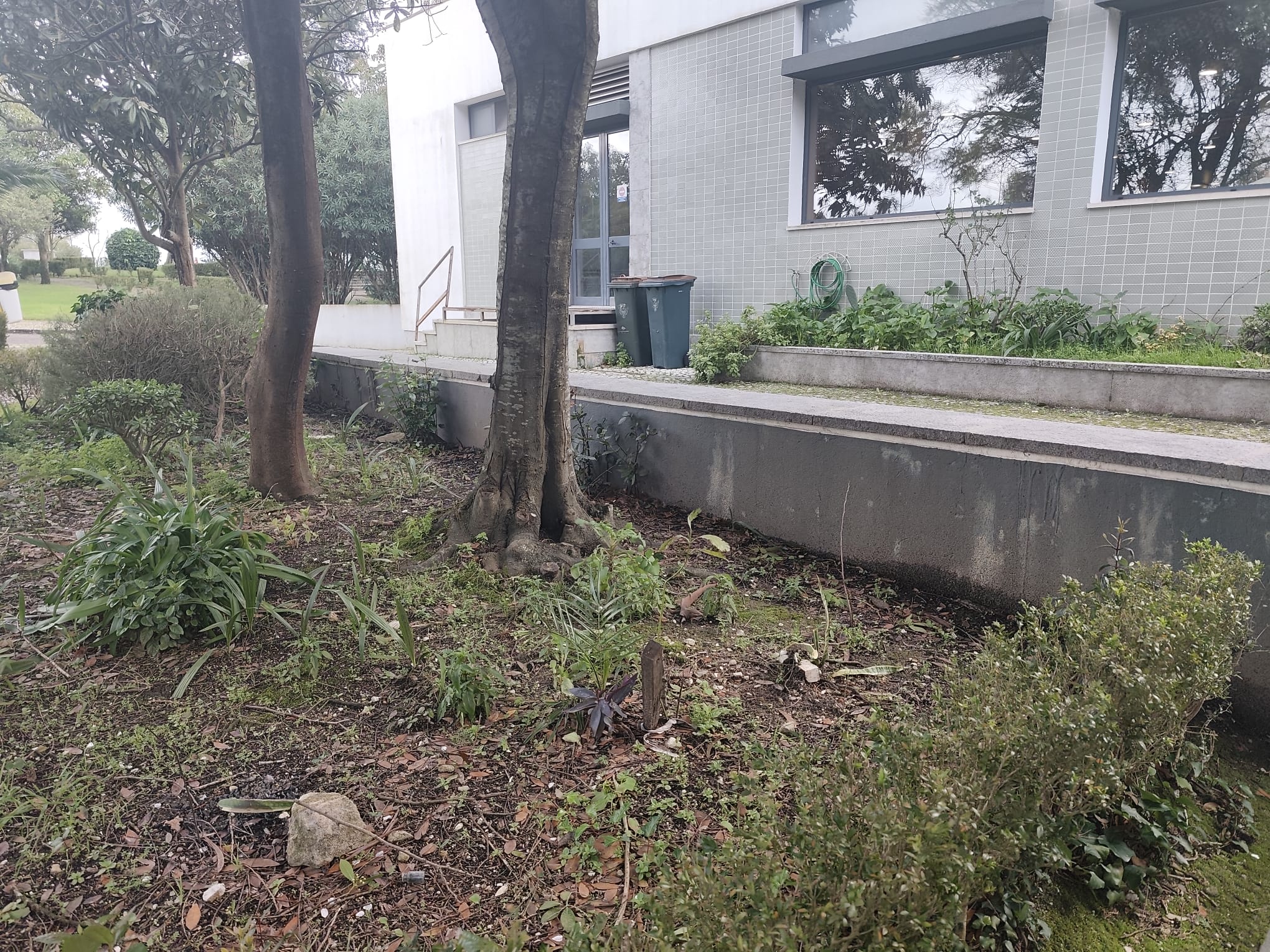 Um projeto que "cuida de quem cuida".  Planificação de  outros recantos da Escola para cultivar e promover mais saúde e biodiversidade.