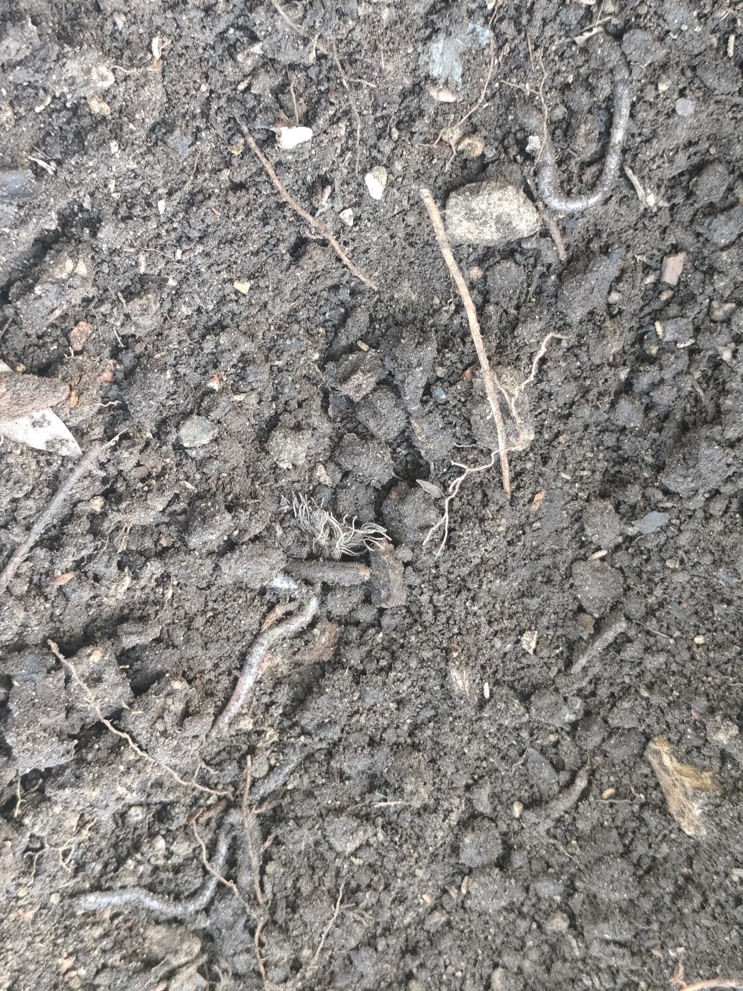 Os arquitetos invisíveis. Preparámos a terra da própria escola para nutrir este novo começo. A presença destas larvas é o nosso selo de garantia: um solo vivo, orgânico e cheio de saúde!