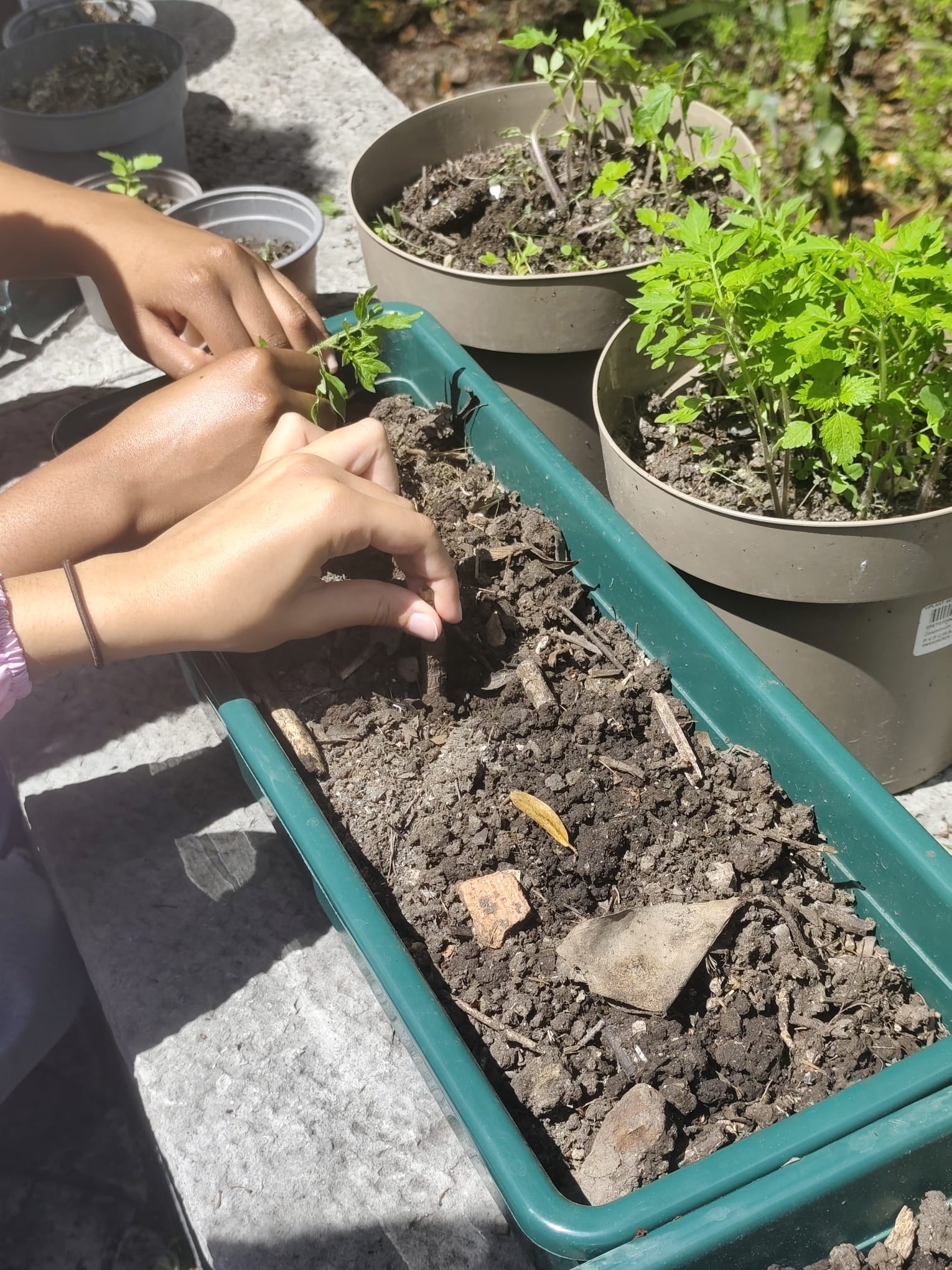 Transplantar para continuar o ciclo!