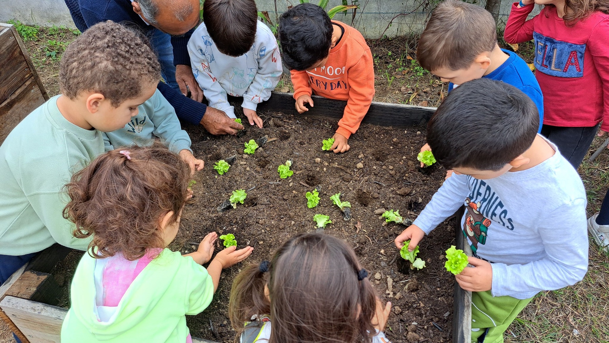 plantação de alface para as saladas