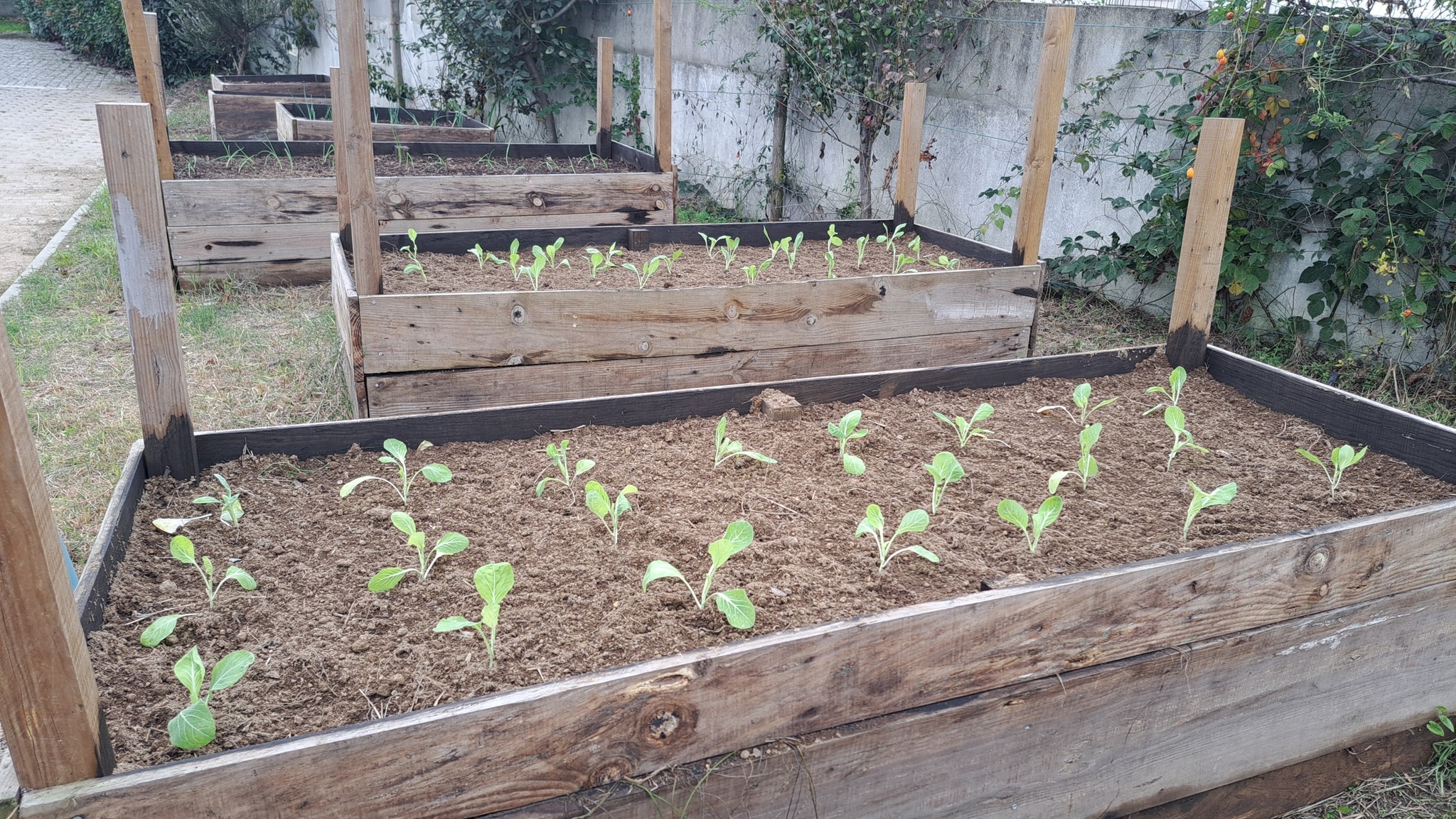 aspeto geral da horta com as primeiras plantações e sementeiras