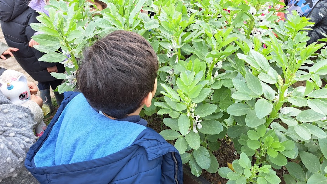 observar o crescimento das favas em floração