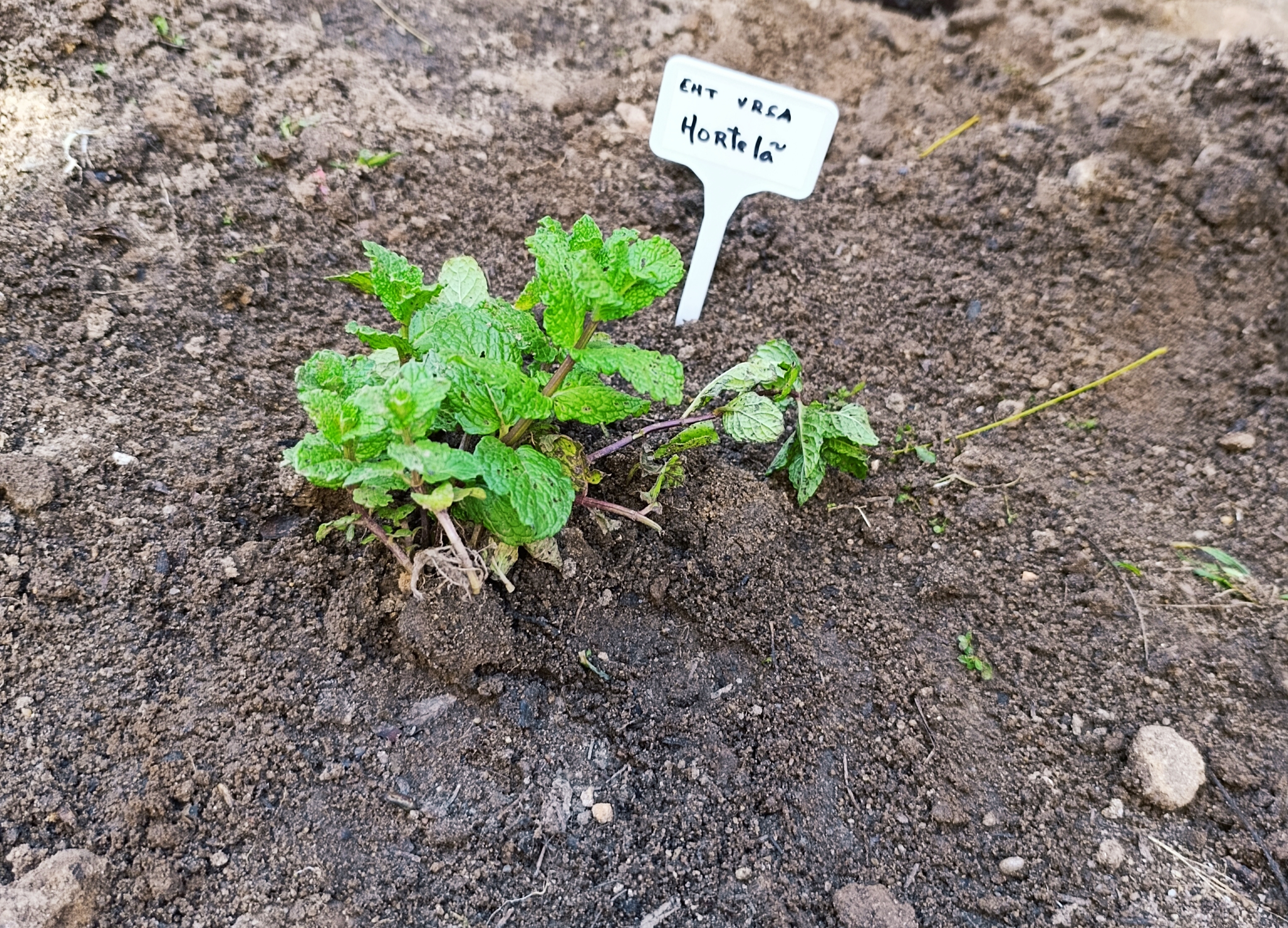 Plantação das primeiras aromáticas e colocação de placas identificativas