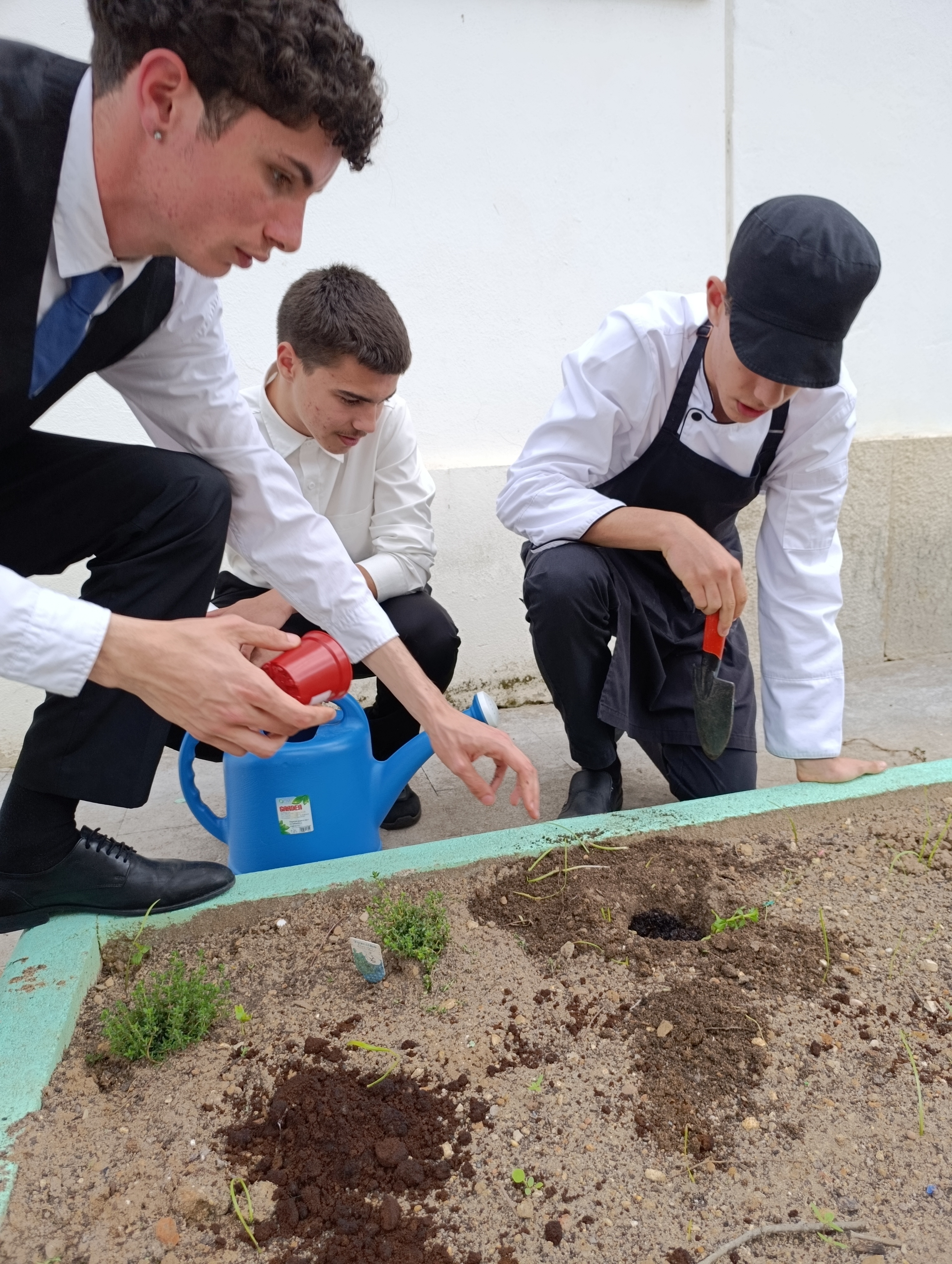 Plantação das primeiras aromáticas