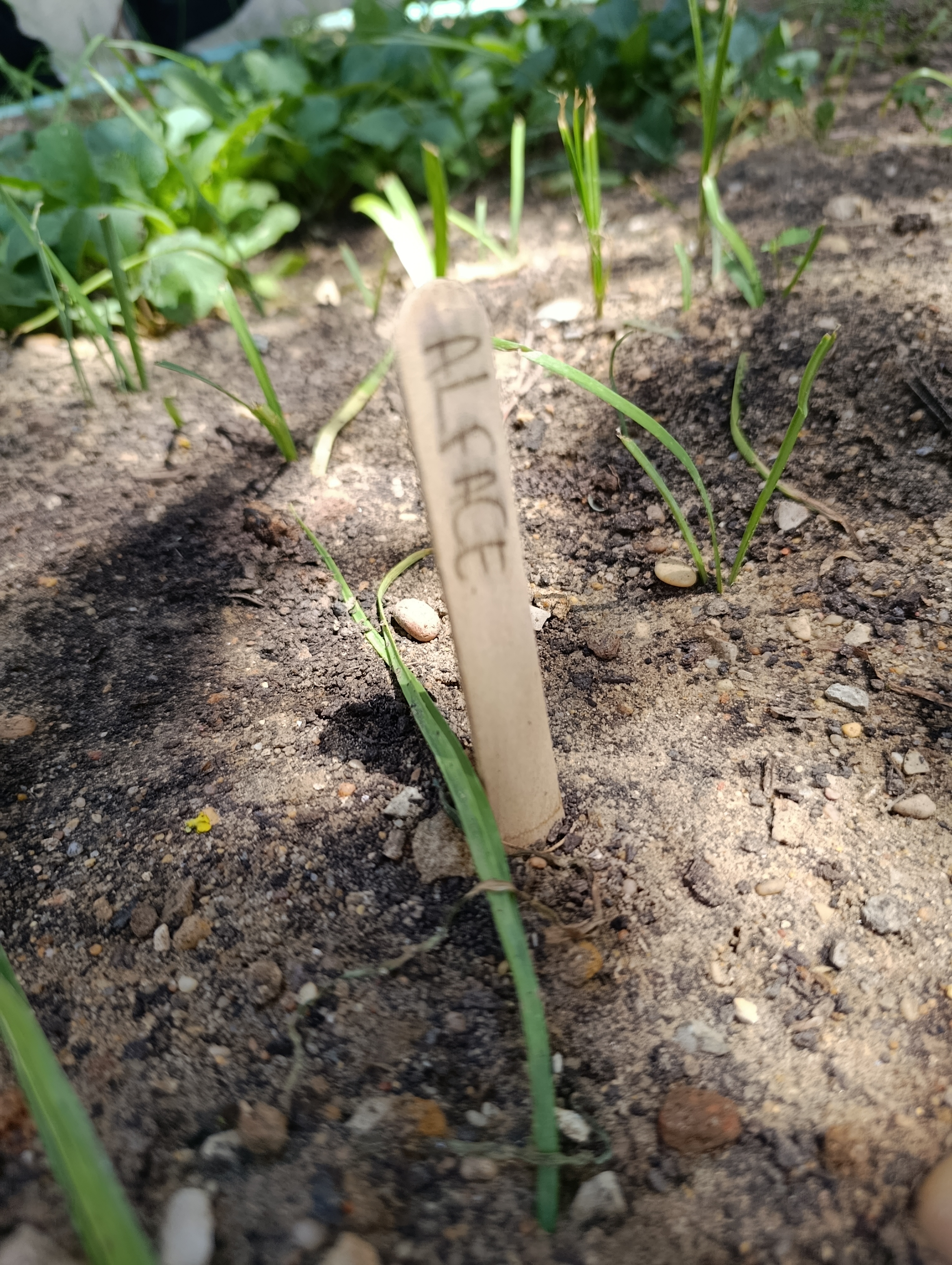Plantação de Alface