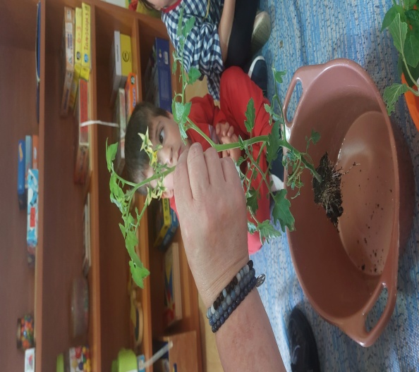 Identificação das plantas