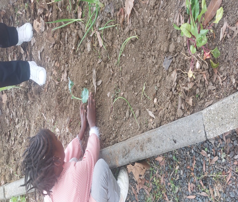 Plantação