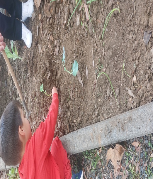 Plantação