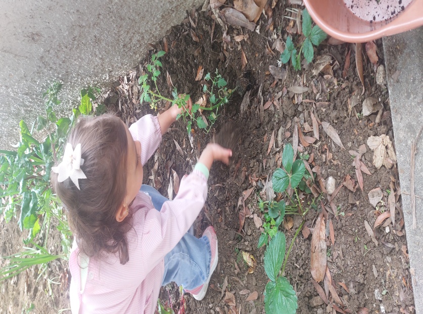 Plantação