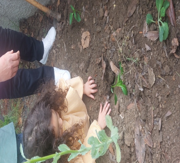 Plantação