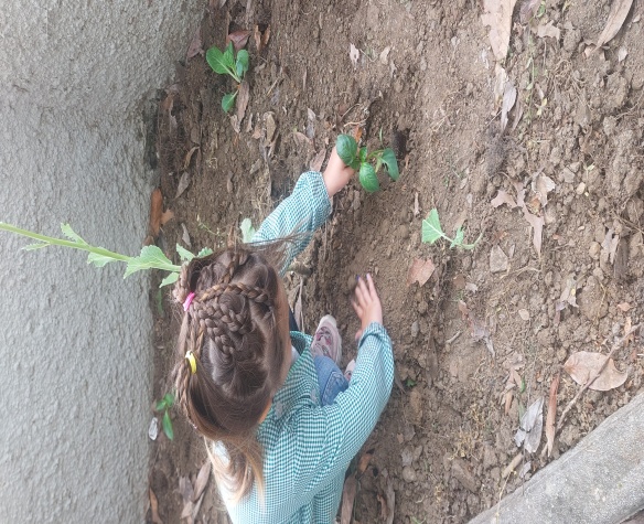 Plantação