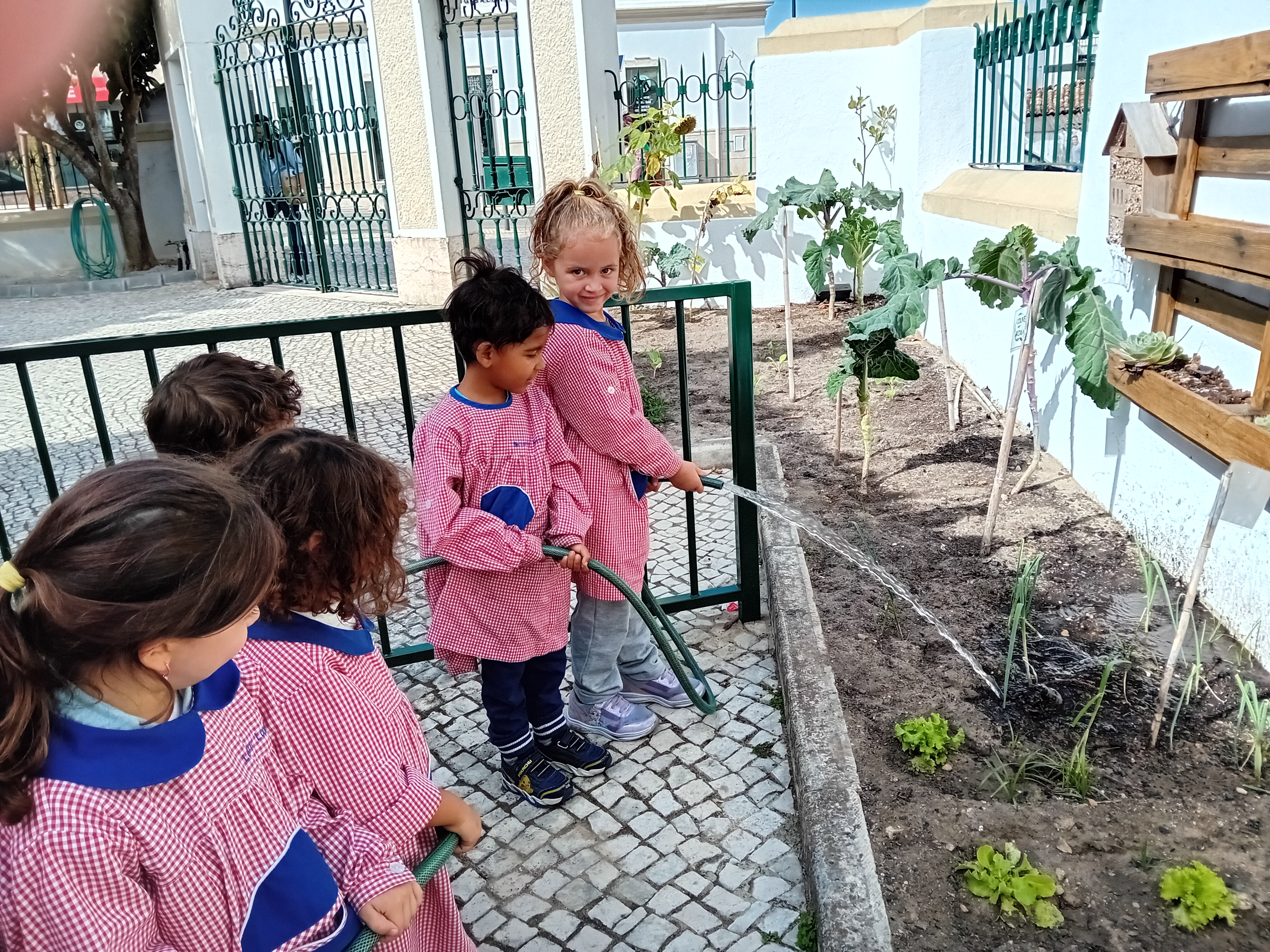 Os alunos colhem couves, espinafres ou alfaces, com a orientação da educadora. Levam até à cozinha onde a cozinheira os prepara para depois derem confecionados e degustados pelas crianças ao almoço.