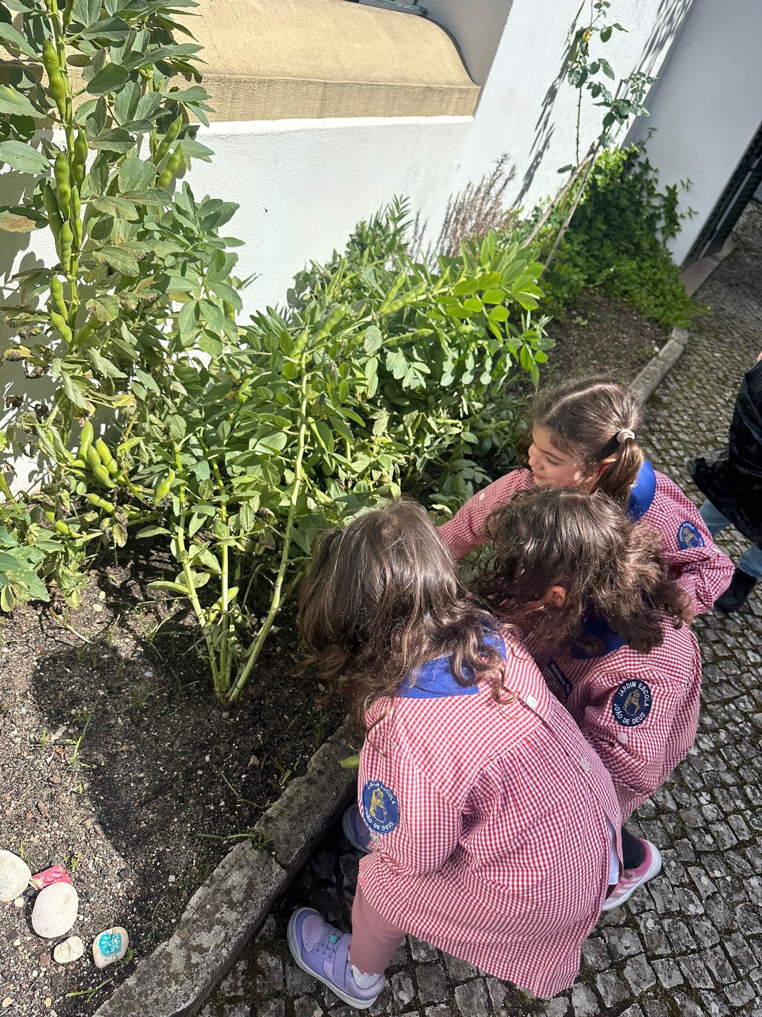 Os alunos apanharam os legumes da nossa horta.