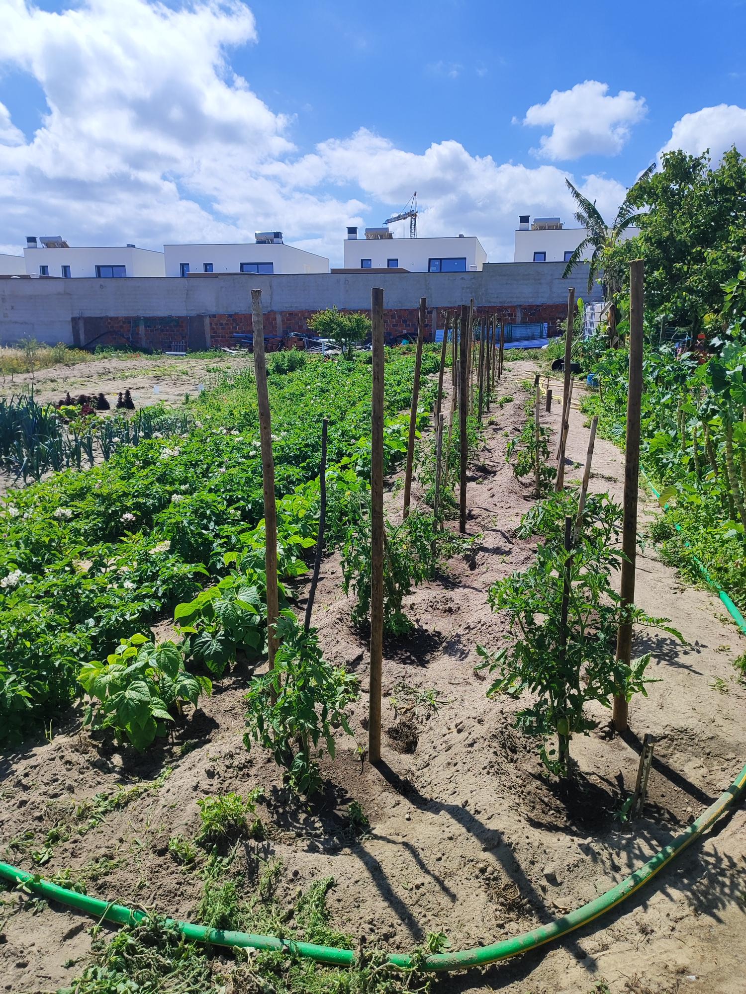 Preparação do terreno e plantação de tomates