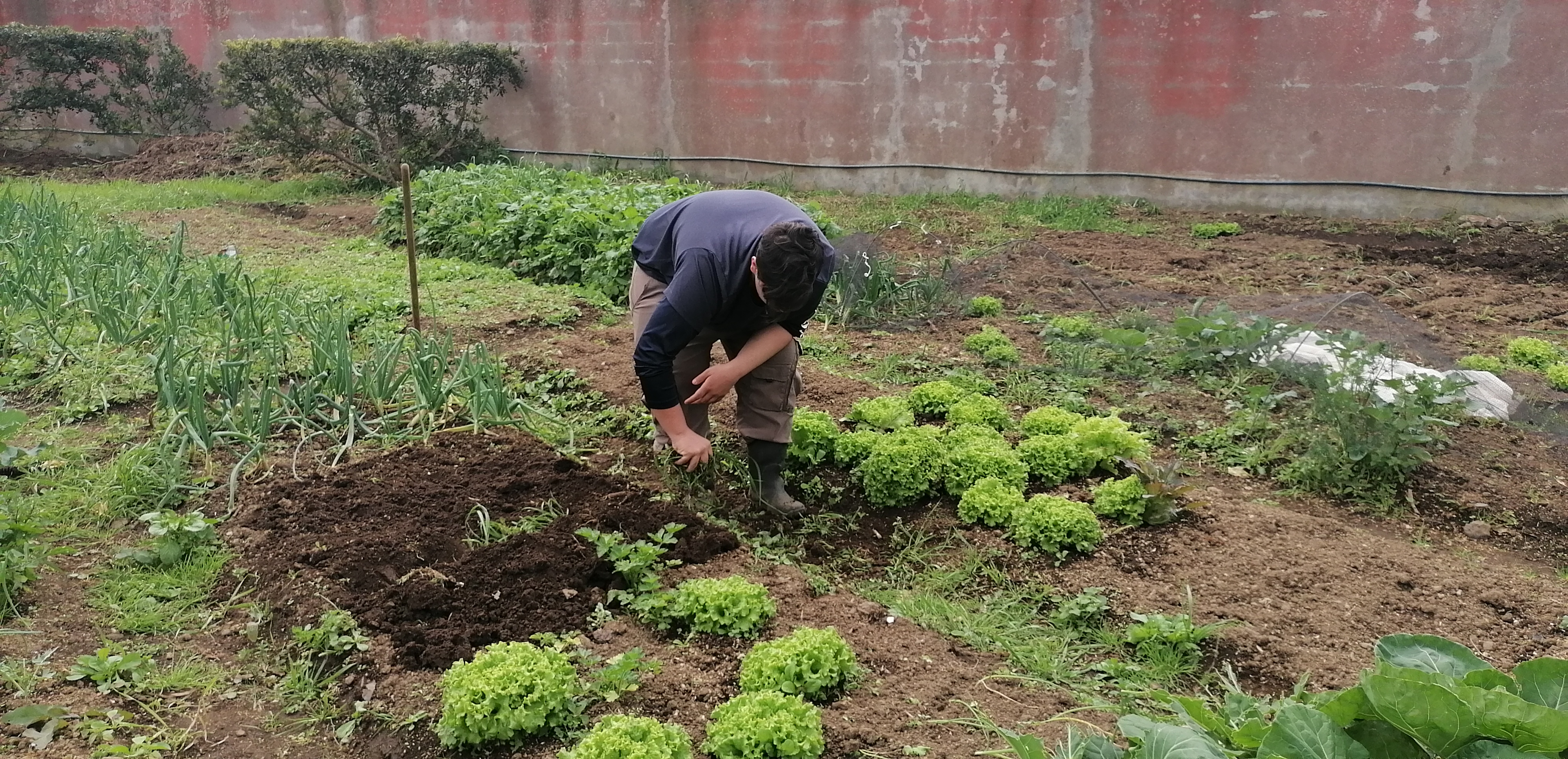 limpeza de infestantes dos canteiros