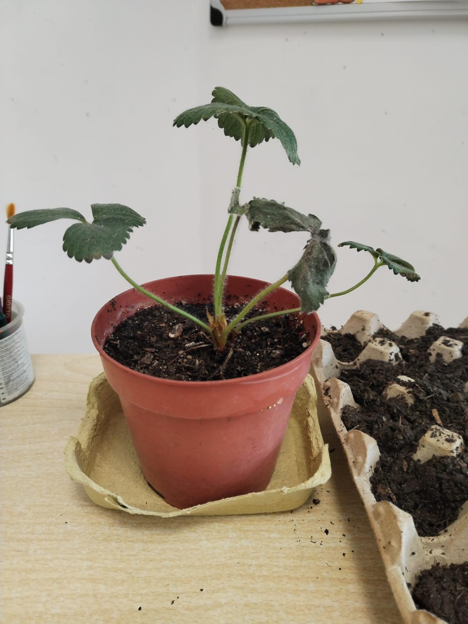 A experiência continuou na sala de aula, devido às más condições atmosféricas e vimos crescer uma planta de morangueiro.