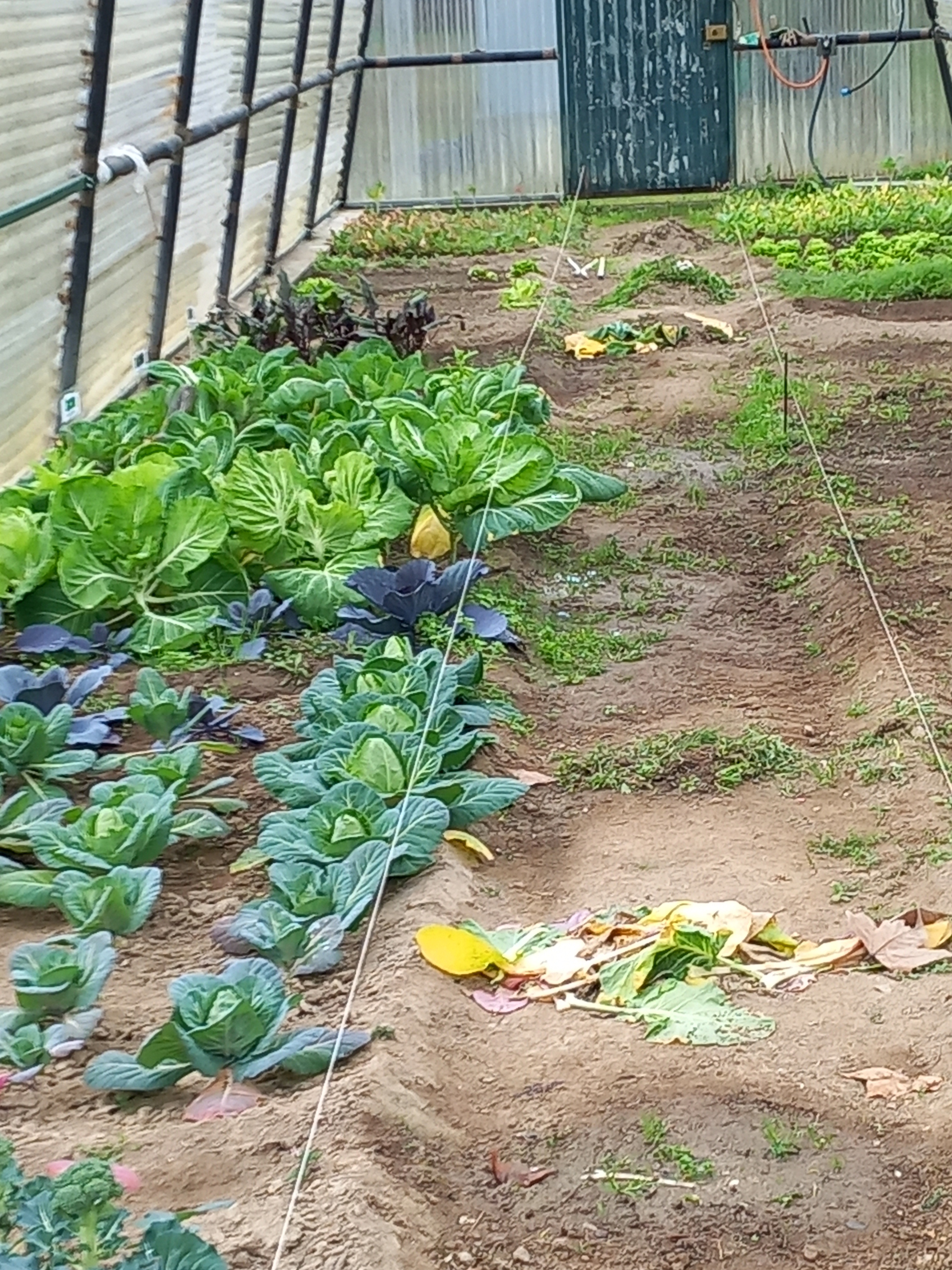 Desenvolvimento da espécies vegetais