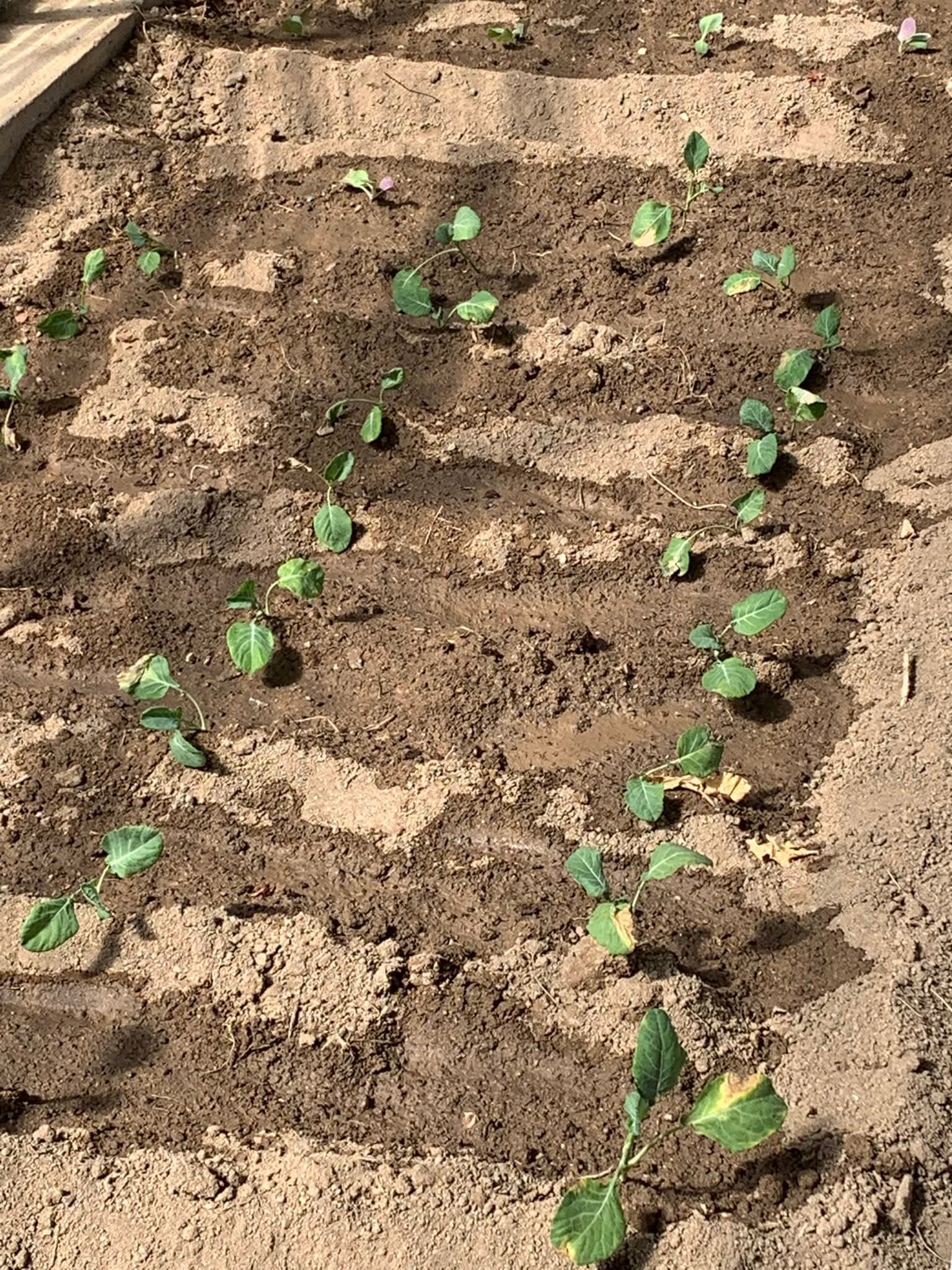 Plantação das espécies vegetais, couves e alfaces