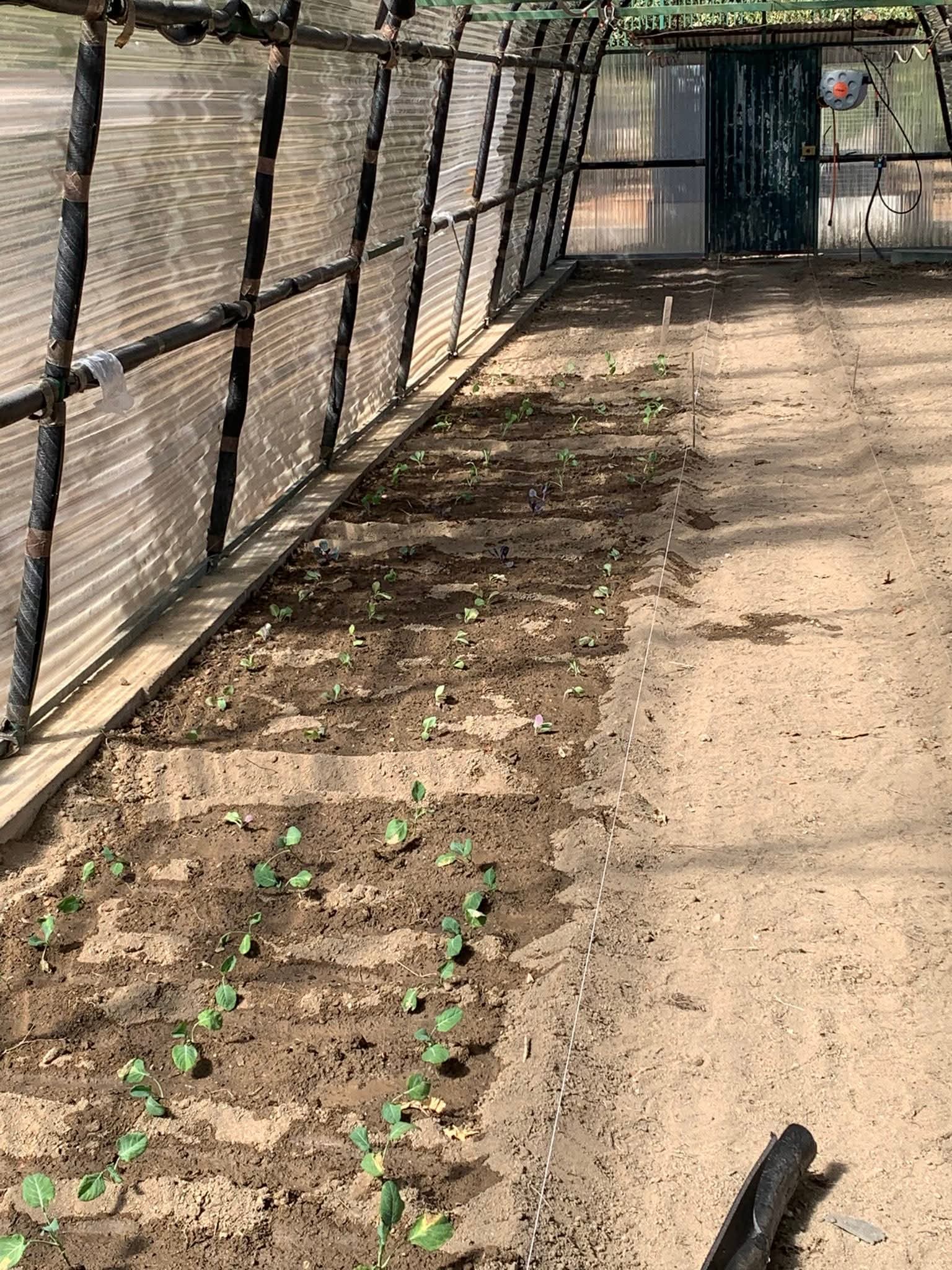 Plantação das espécies vegetais, couves e alfaces