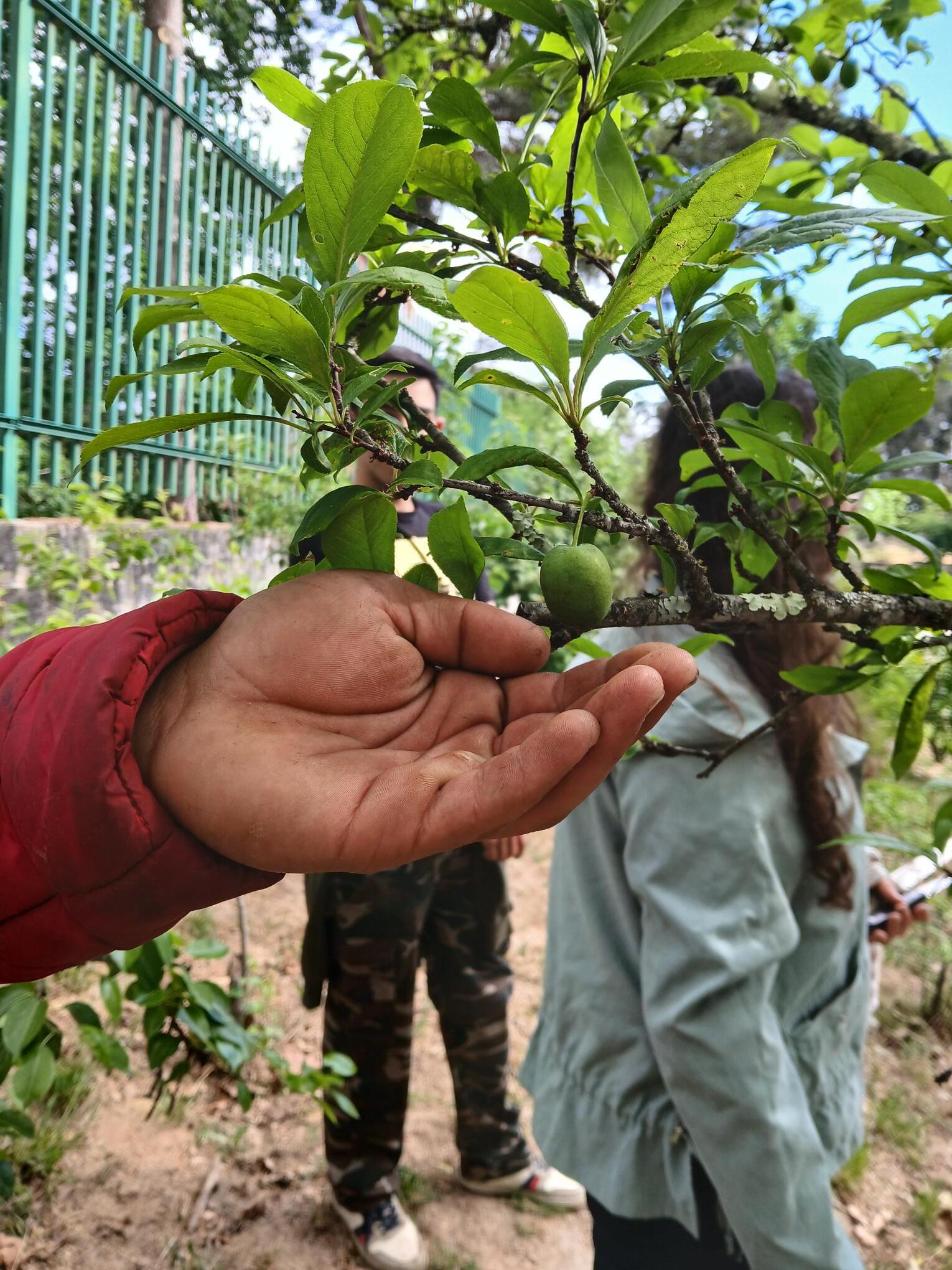 Acompanhamento do desenvolvimento do crescimento da produção agrícola