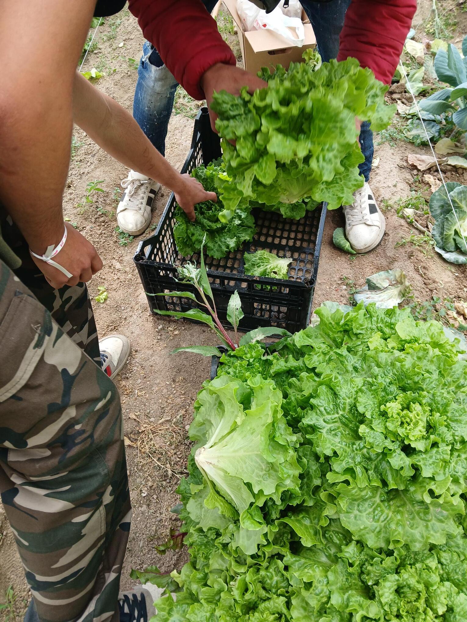 Os alunos colhem os produtos da horta para serem colocados à venda