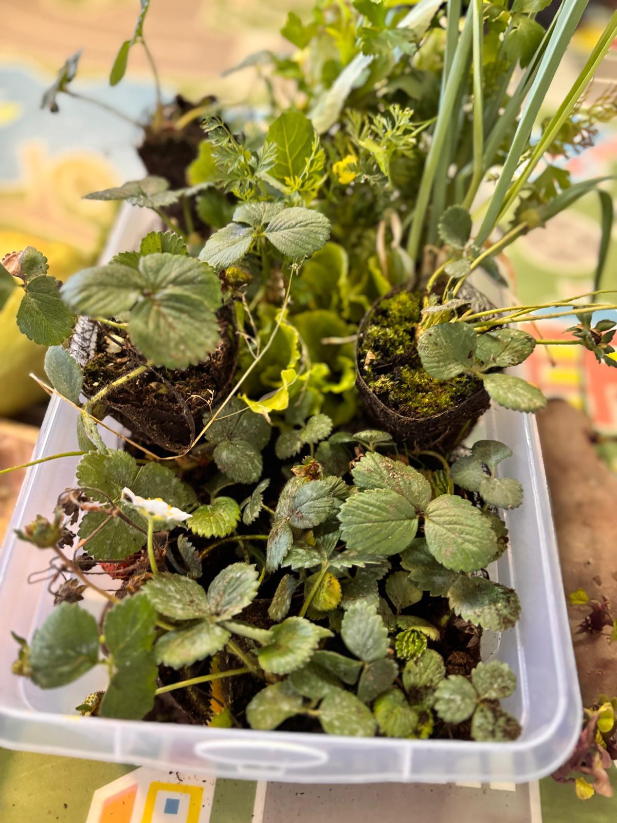Contributo das famílias para a horta. As famílias participaram na construção da nossa horta pedagógica, trazendo diferentes plantas e ervas aromáticas. Este momento reforçou a ligação entre a escola e a comunidade, promovendo o cuidado com a natureza.