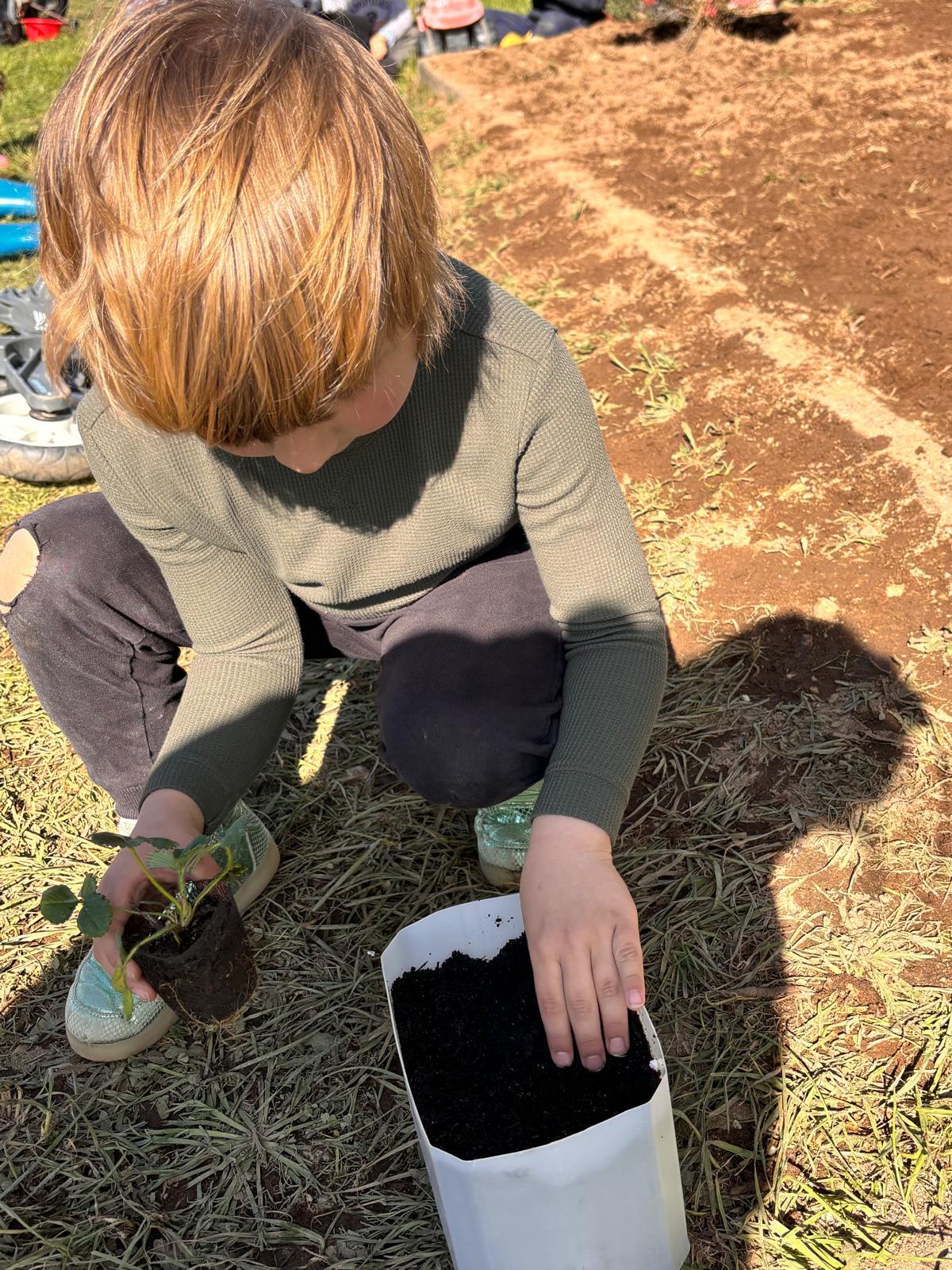 Plantação de morangos
As crianças realizaram a plantação de morangueiros, manipulando cuidadosamente a terra e as plantas. Esta experiência permitiu conhecer melhor o processo de crescimento dos frutos e estimular o respeito pela natureza.