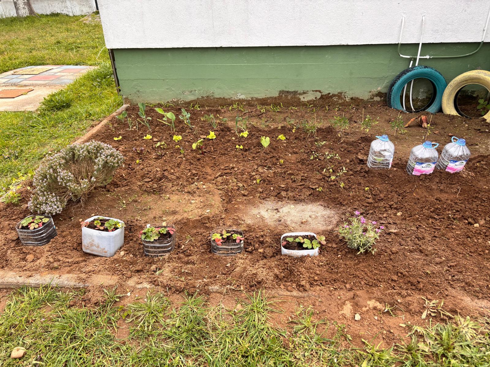 Proteção das plantas do frio
Foram reutilizados garrafões de água para proteger algumas plantas das baixas temperaturas, criando pequenas estufas. Esta atividade sensibilizou as crianças para a reutilização de materiais e para os cuidados neces