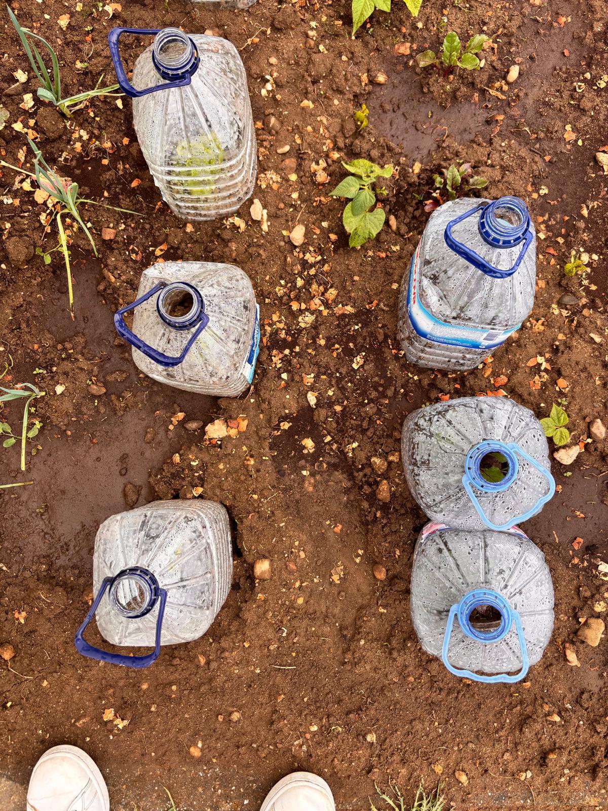 Construção de miniestufas reutilizando materiais
As crianças colaboraram na colocação de garrafões reutilizados sobre as plantas da horta, ajudando a criar um ambiente mais protegido para o seu desenvolvimento, incentivando a práticas de sustentabilidade