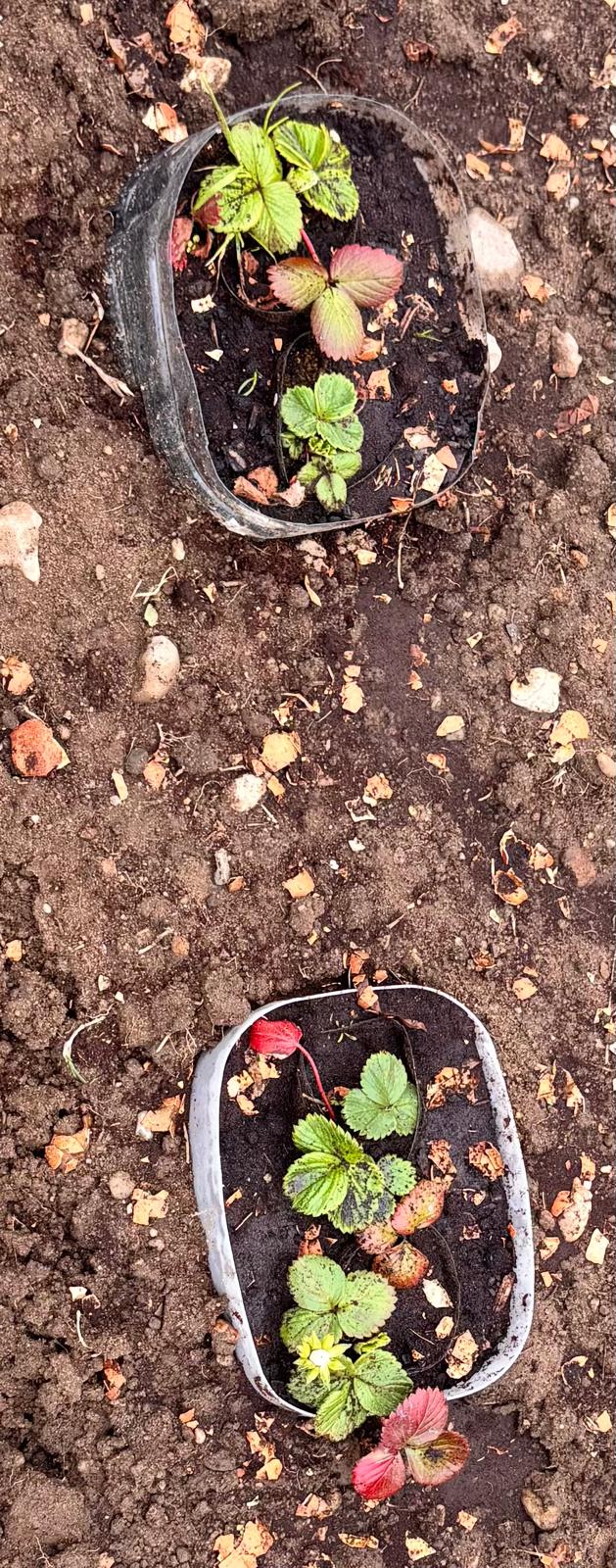 Crescimento dos morangueiros
Os morangueiros apresentaram sinais de crescimento e floração, despertando nas crianças o interesse pelo processo de desenvolvimento dos frutos e pela importância dos cuidados regulares na horta.