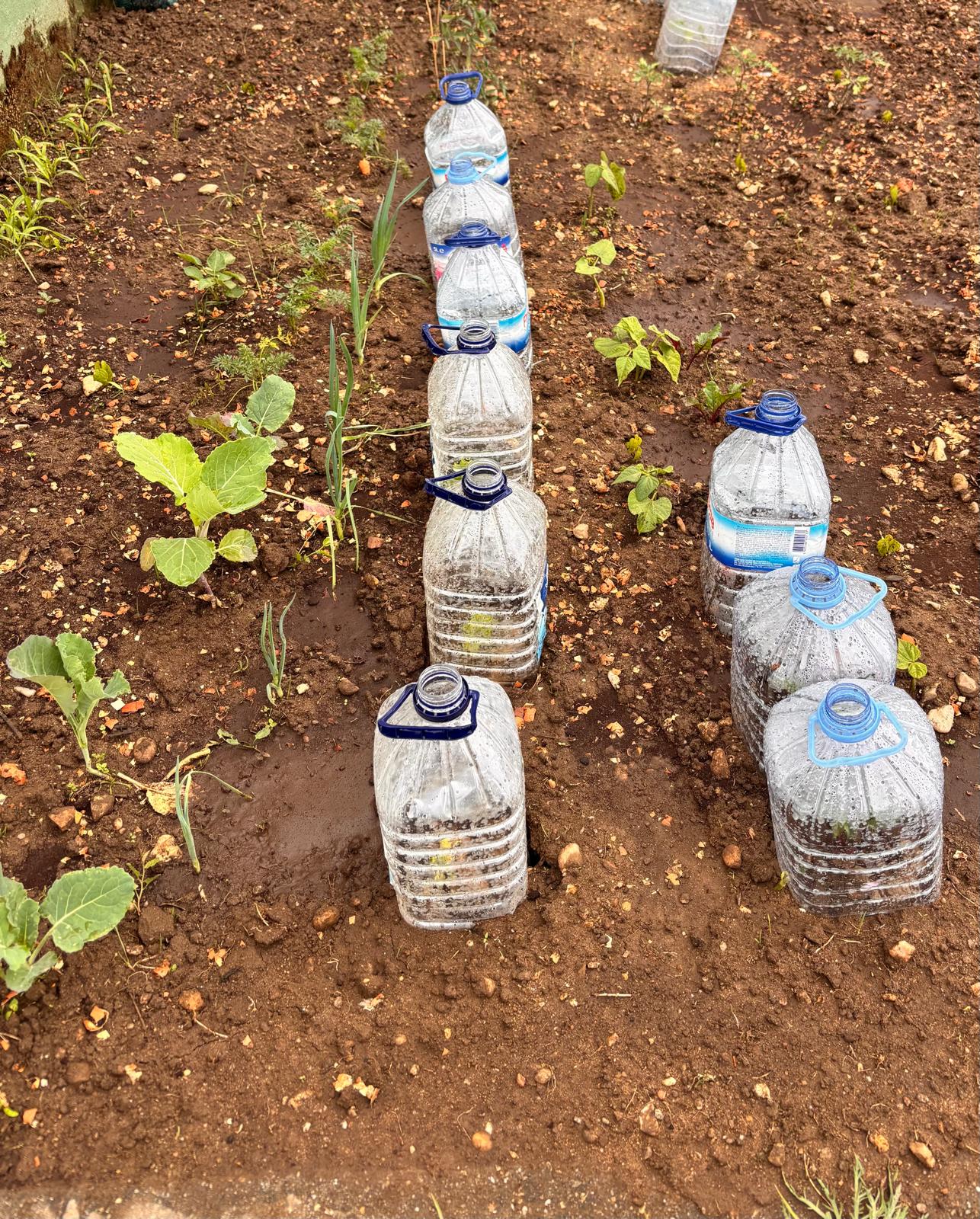 Crescimento das hortícolas da horta
As crianças observaram o desenvolvimento das couves, alfaces e feijoeiros, acompanhando a evolução das plantações realizadas ao longo do projeto, levando à compreensão as diferentes fases de crescimento das plantas.