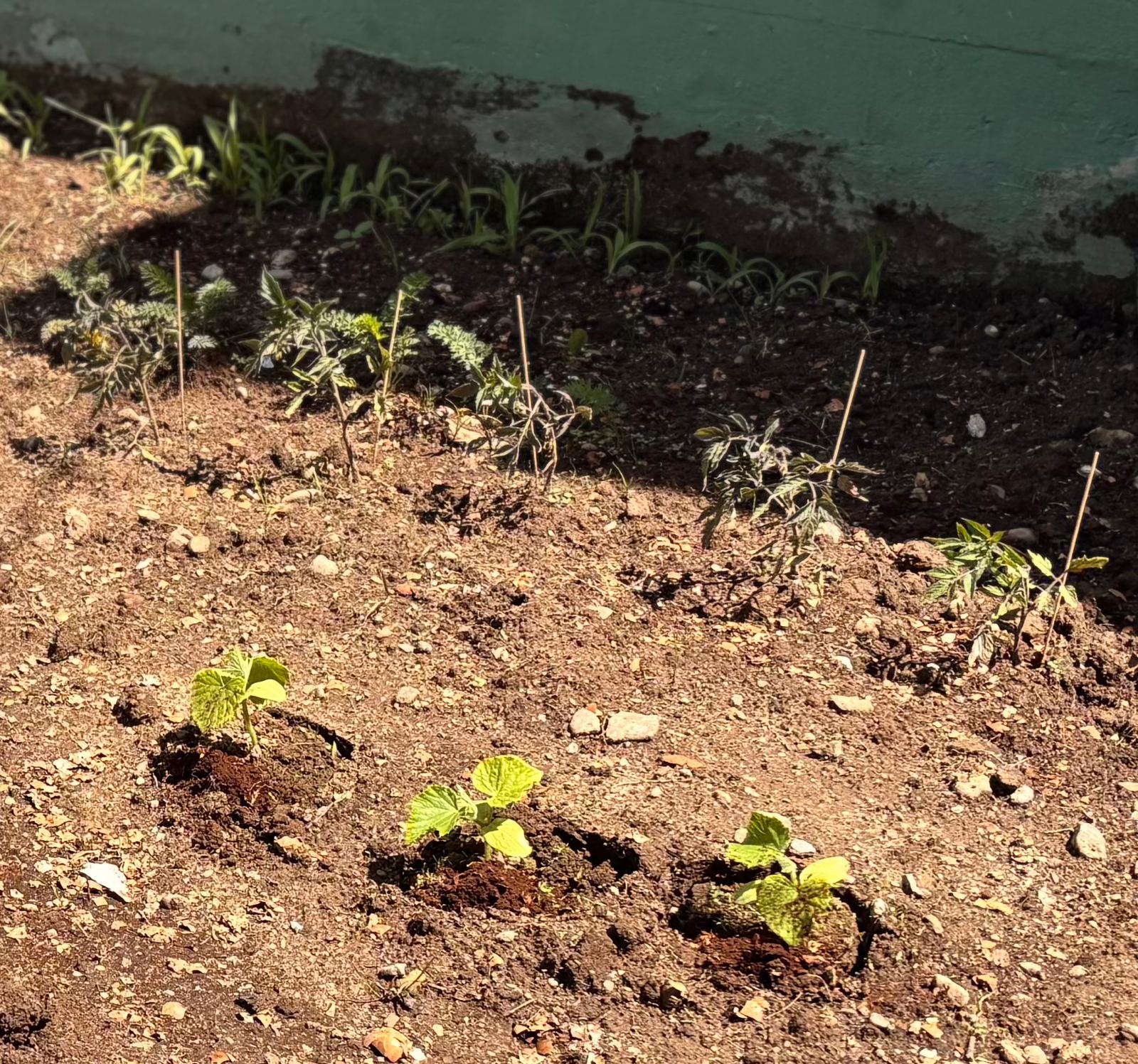 Evolução dos feijoeiros, tomateiros e milho
O grupo acompanhou o crescimento dos feijoeiros, tomateiros e milho, identificando alterações nas plantas e reconhecendo a importância da água, da luz e dos cuidados diários para o seu desenvolvimento.