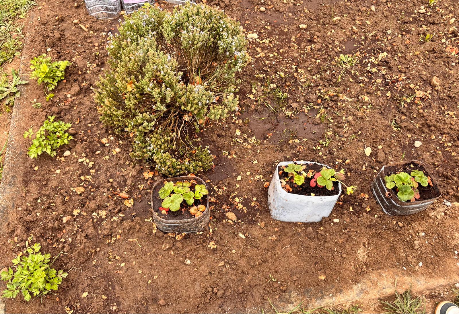 Desenvolvimento dos morangueiros e ervas aromáticas
As crianças observaram o crescimento dos morangueiros, da salsa e do tomilho, explorando diferentes tipos de plantas presentes na horta e os seus aromas e características.