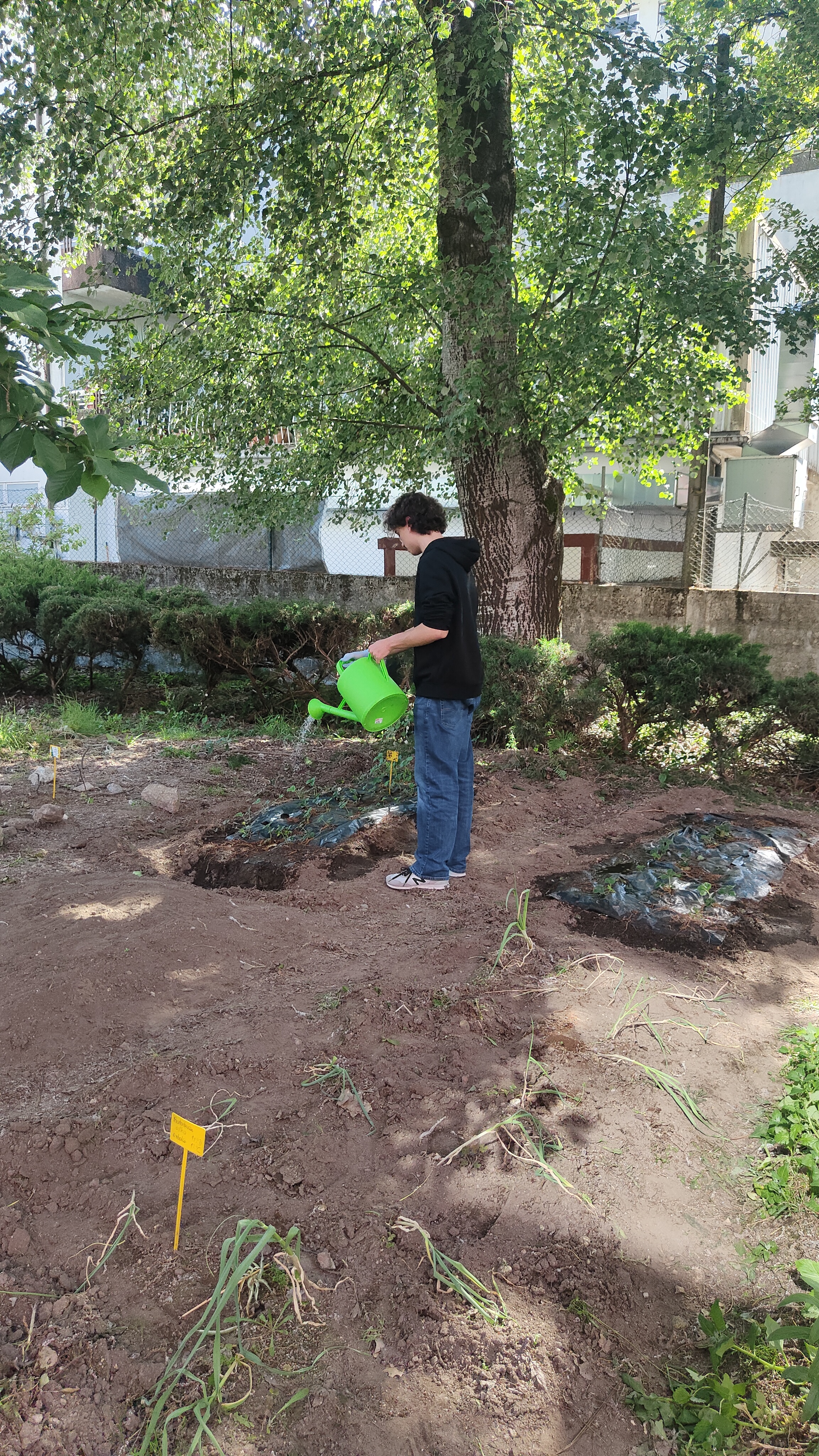 Regando os morangueiros.