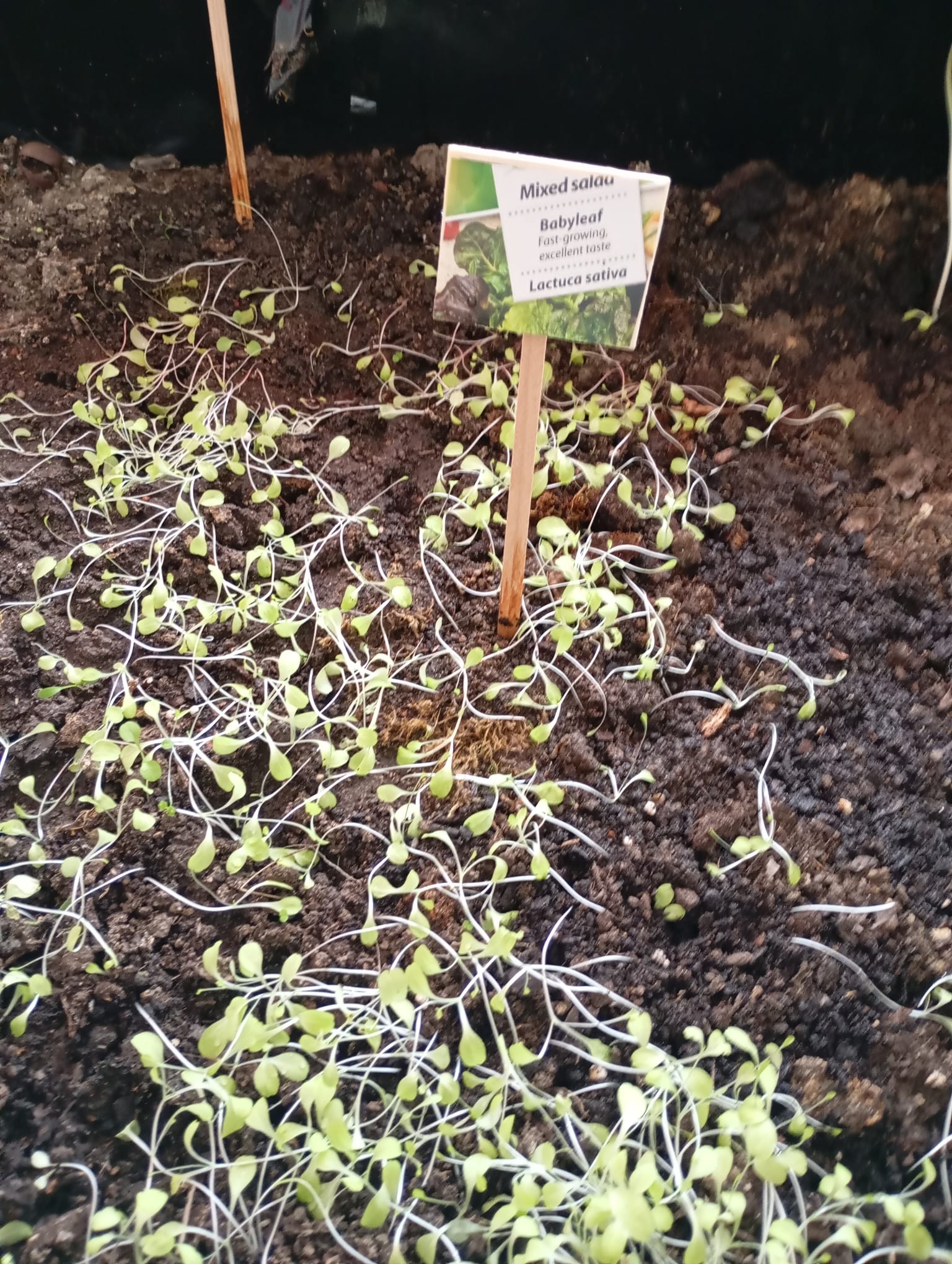 Germinação de curgetes em laboratório.