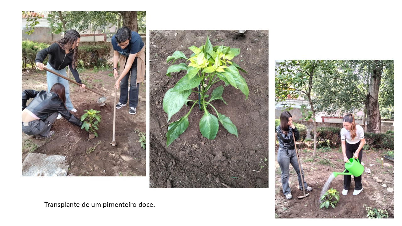 Transplante de um pimenteiro doce.