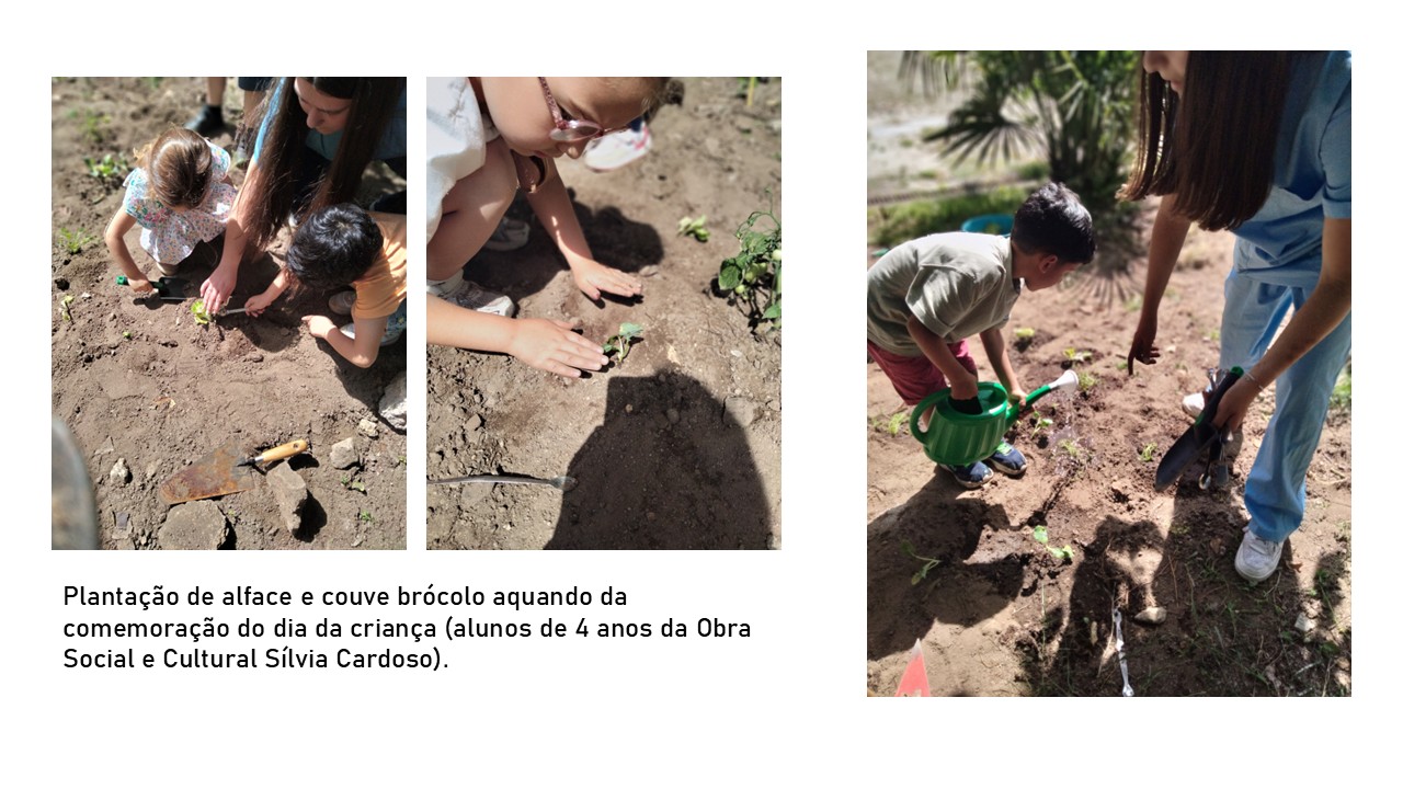 Plantação de alface e couve brócolos, aquando da comemoração do dia da criança (alunos de 4 anos da Obra Social e Cultural Sílvia Cardoso).