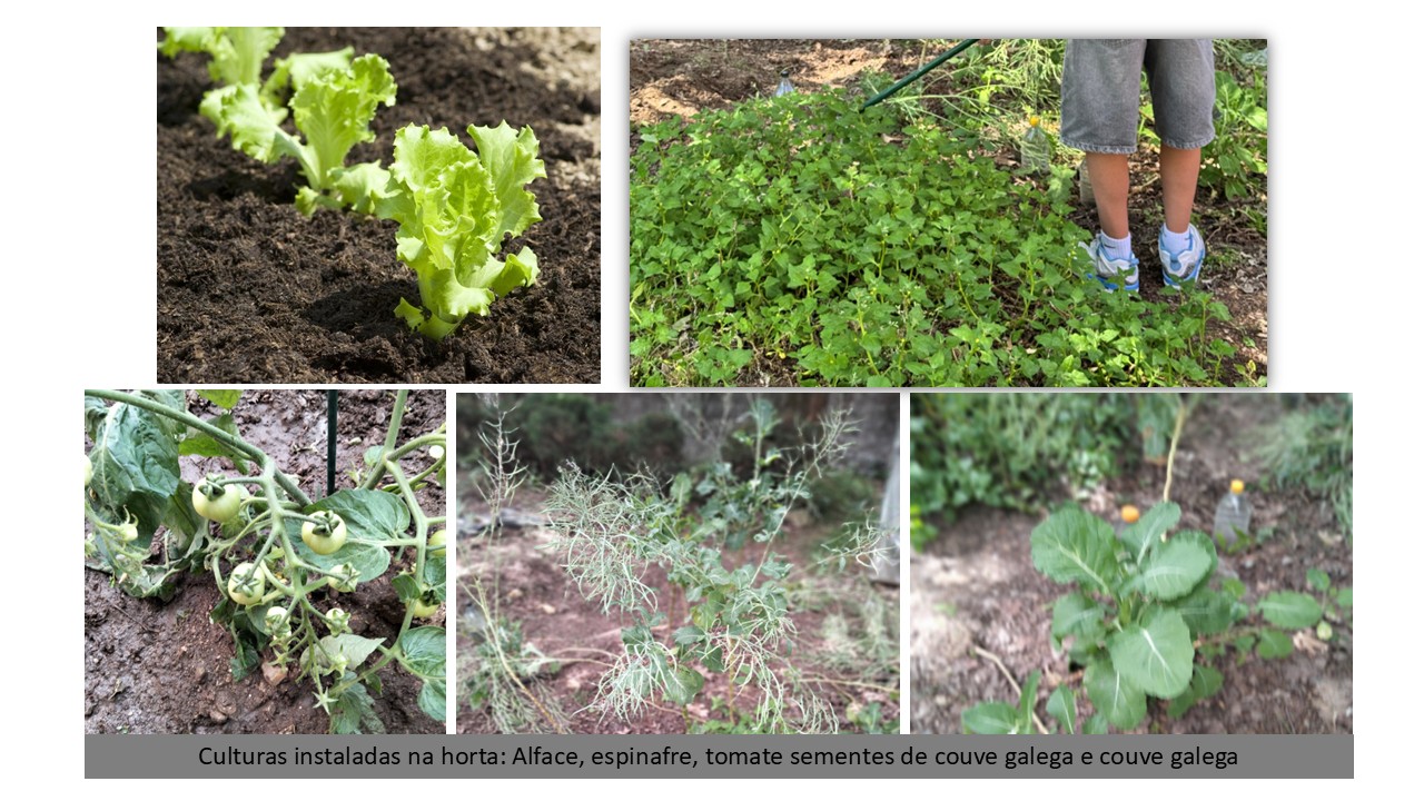 As hortícolas presentes na horta (alface, tomateiro, couve galega, sementes de couve galega, espinafres...)