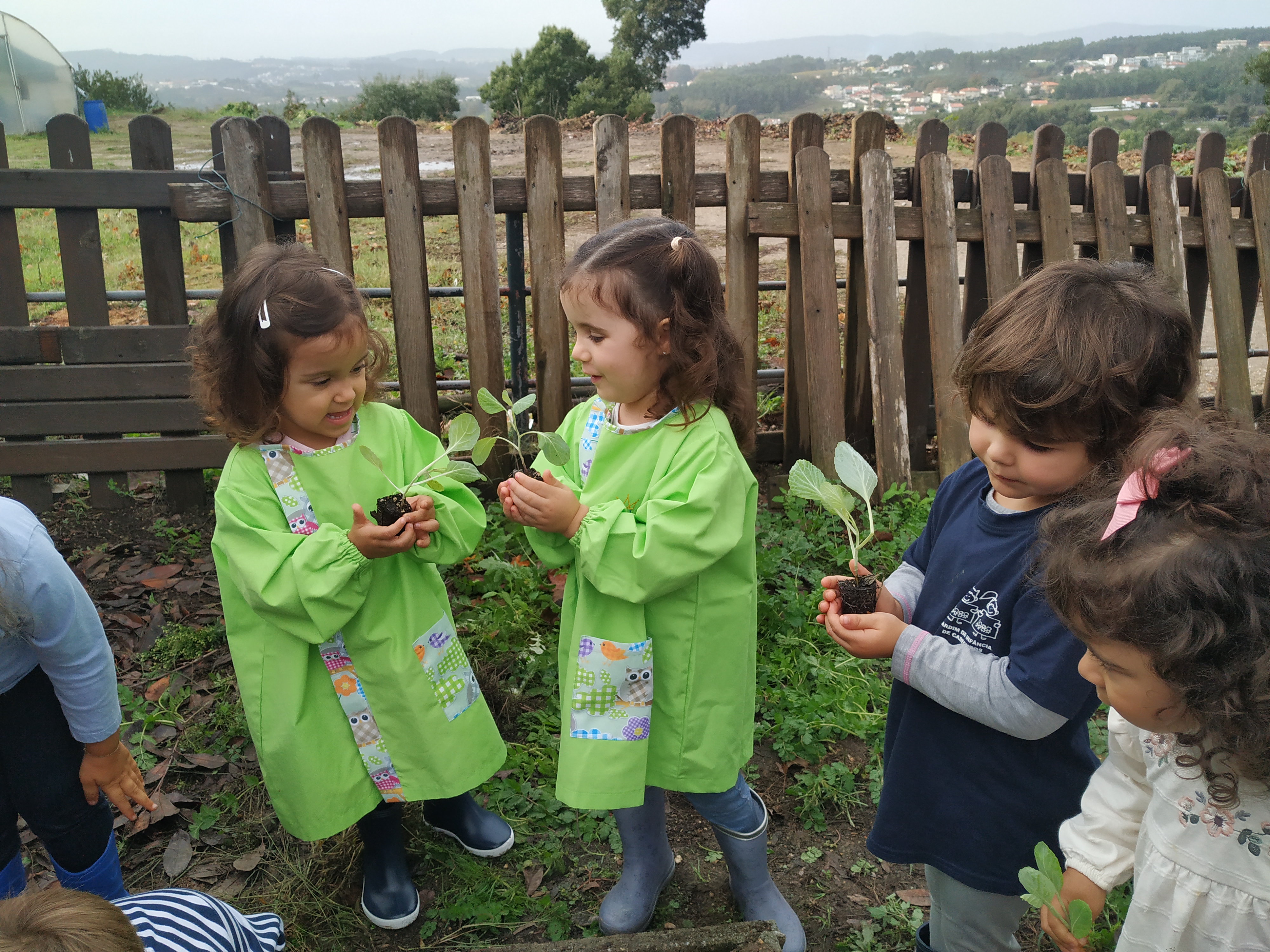 Contribuição de plantas por parte da Junta de Freguesia.