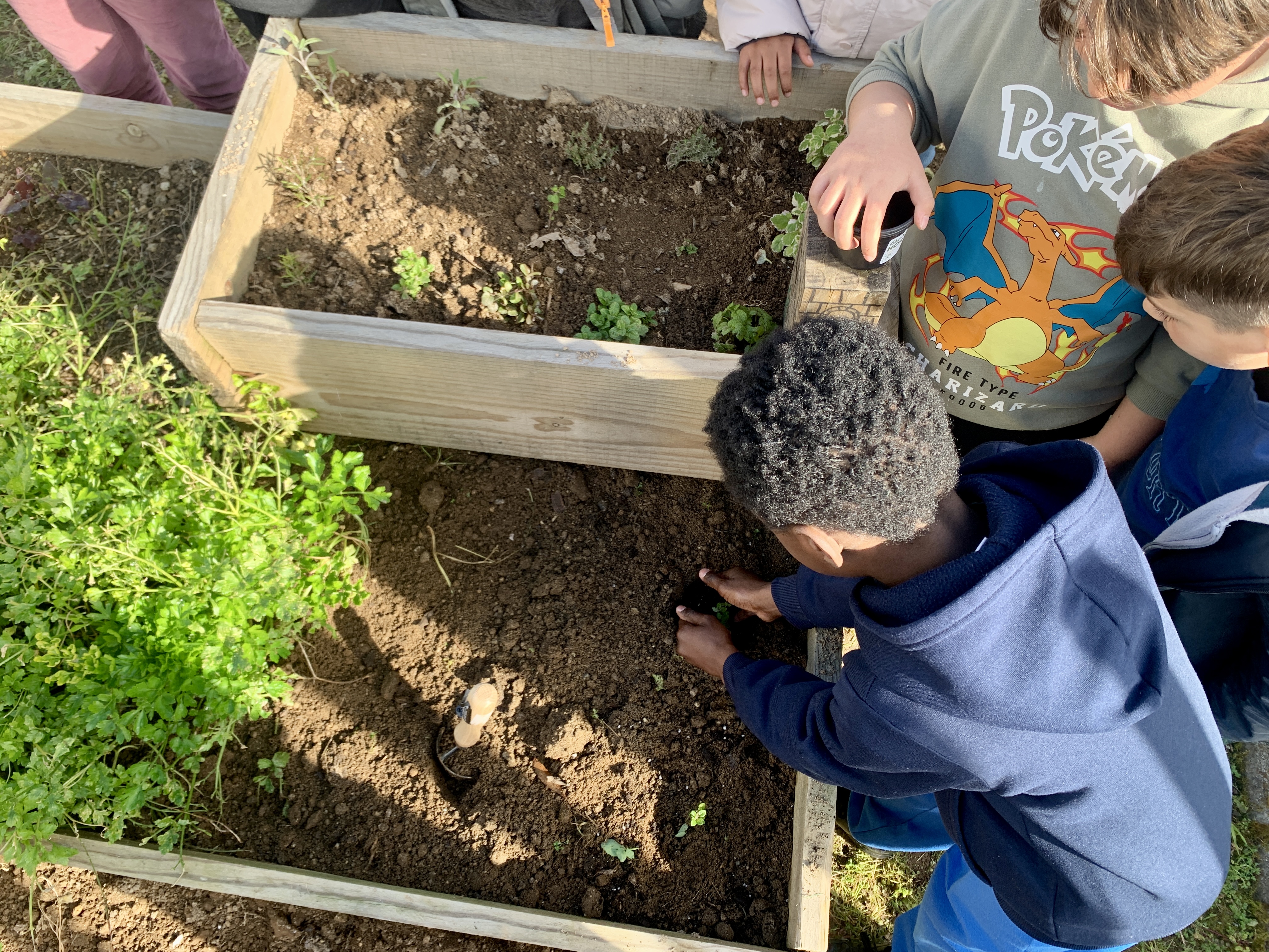 Plantação de sementes de plantas aromáticas.
