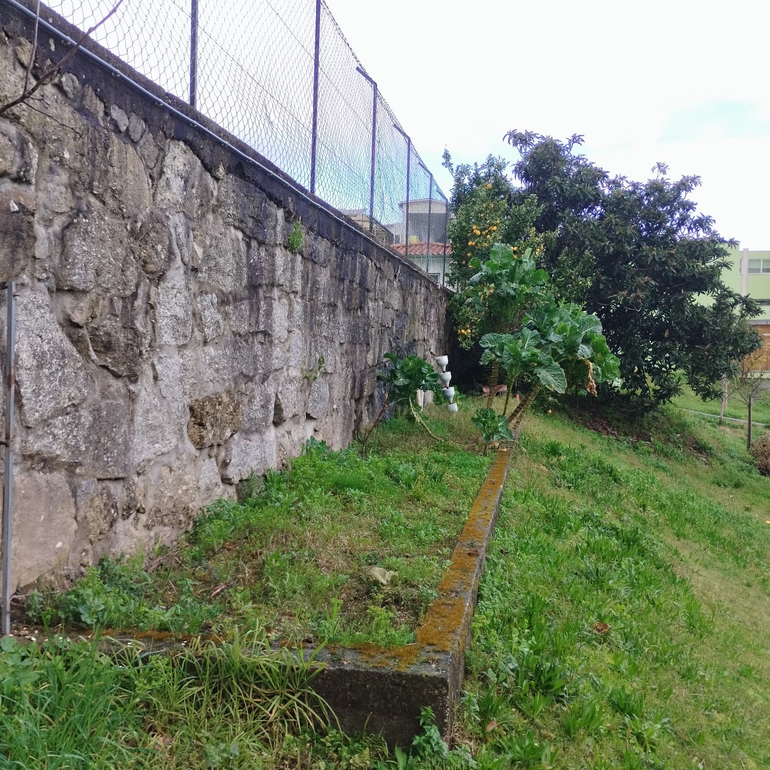 Estado inicial da horta