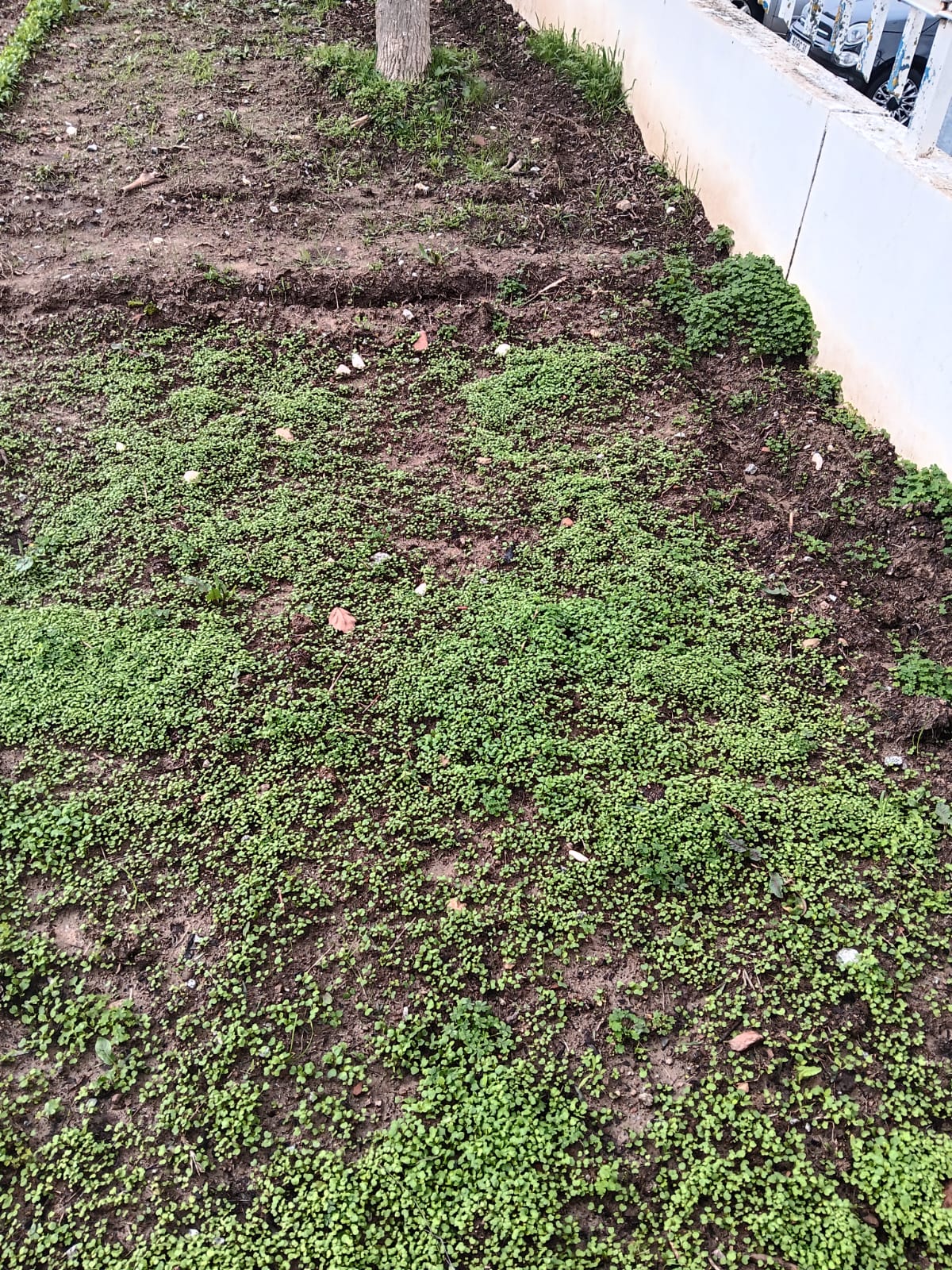 Solo com muitas pedras