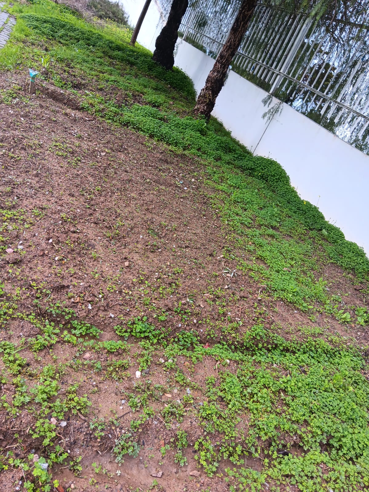 Solo com ervas daninhas