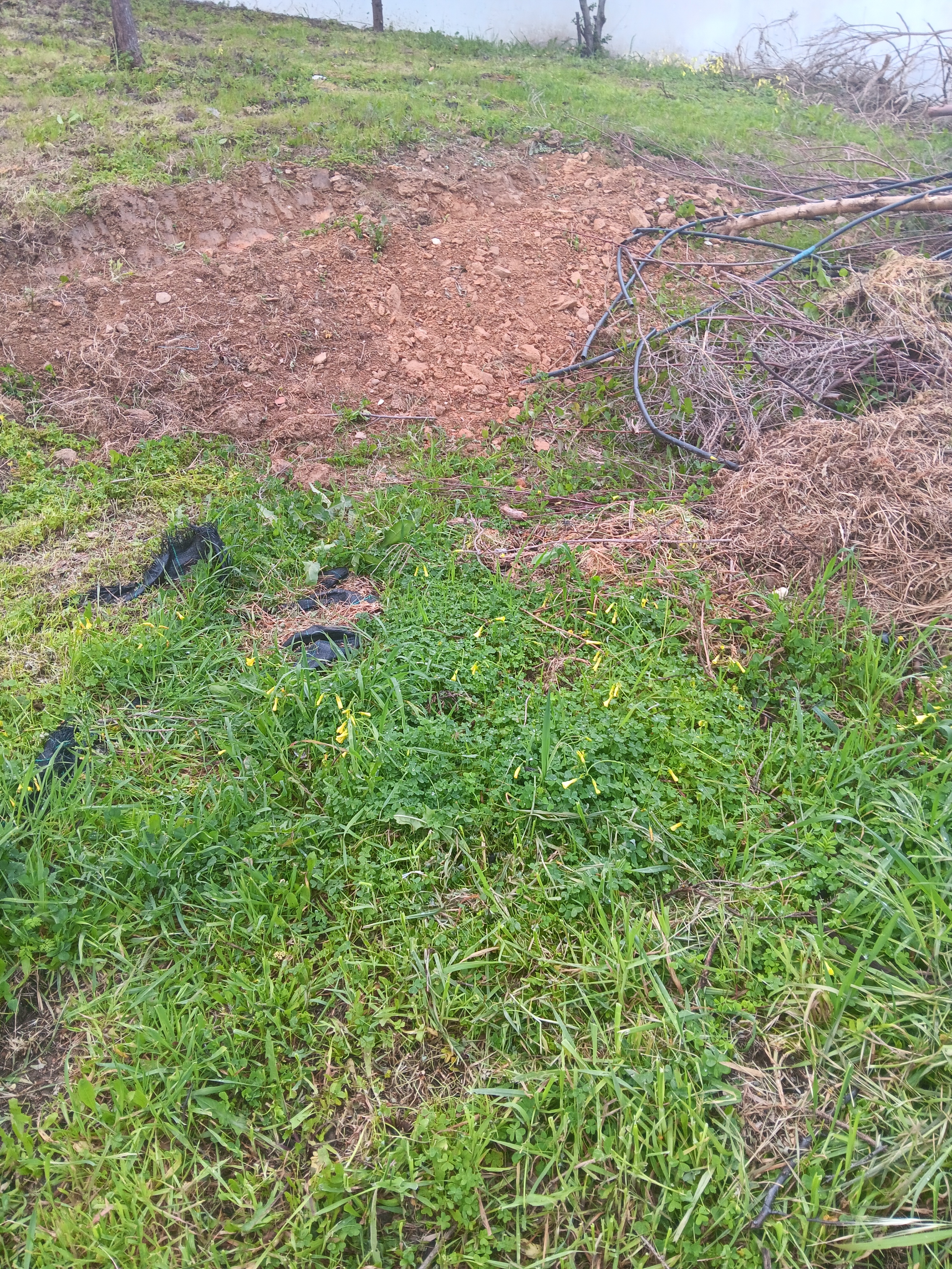 Solo com pedras e pouco fértil