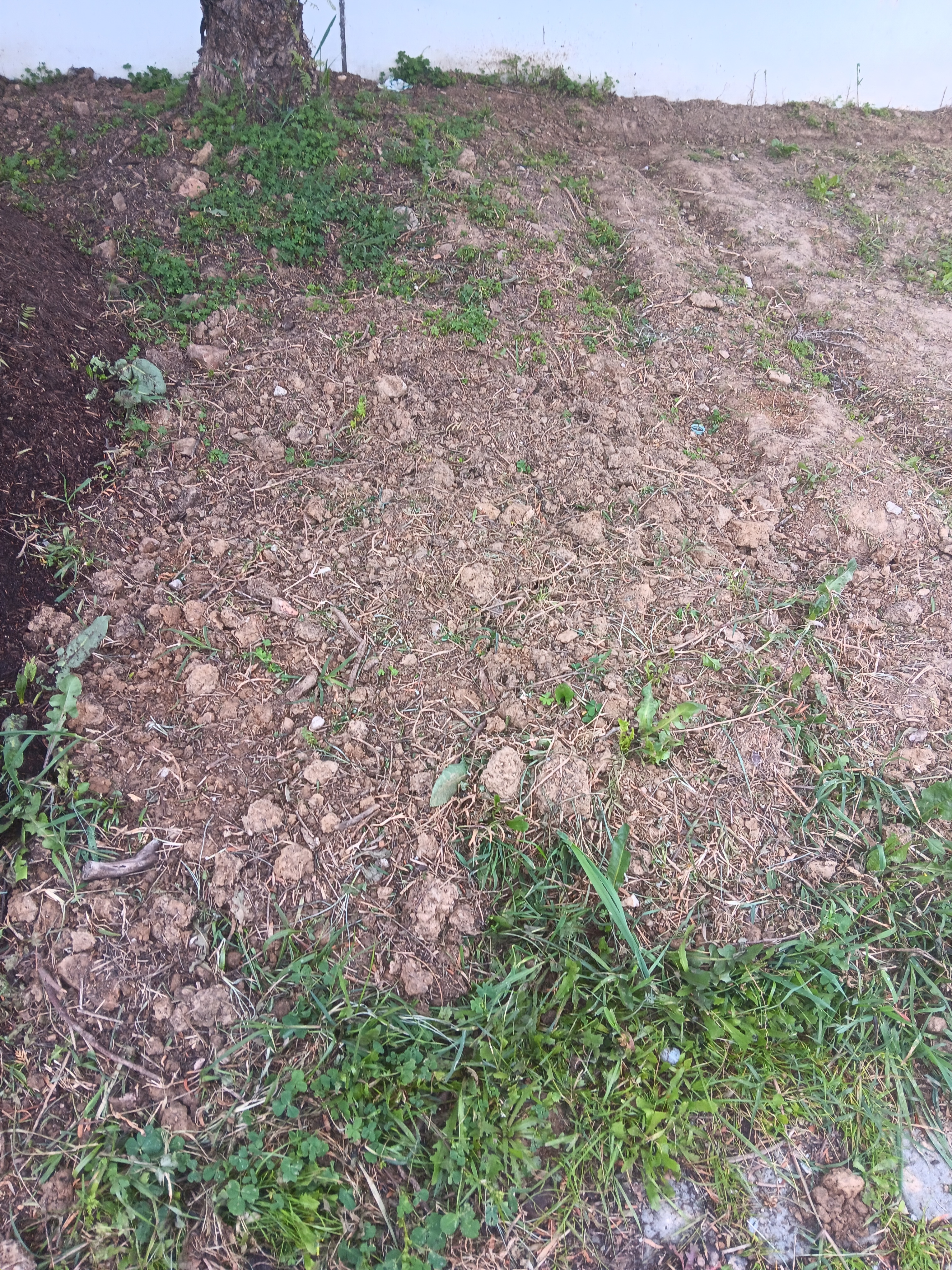 Solo com pouca matéria orgânica