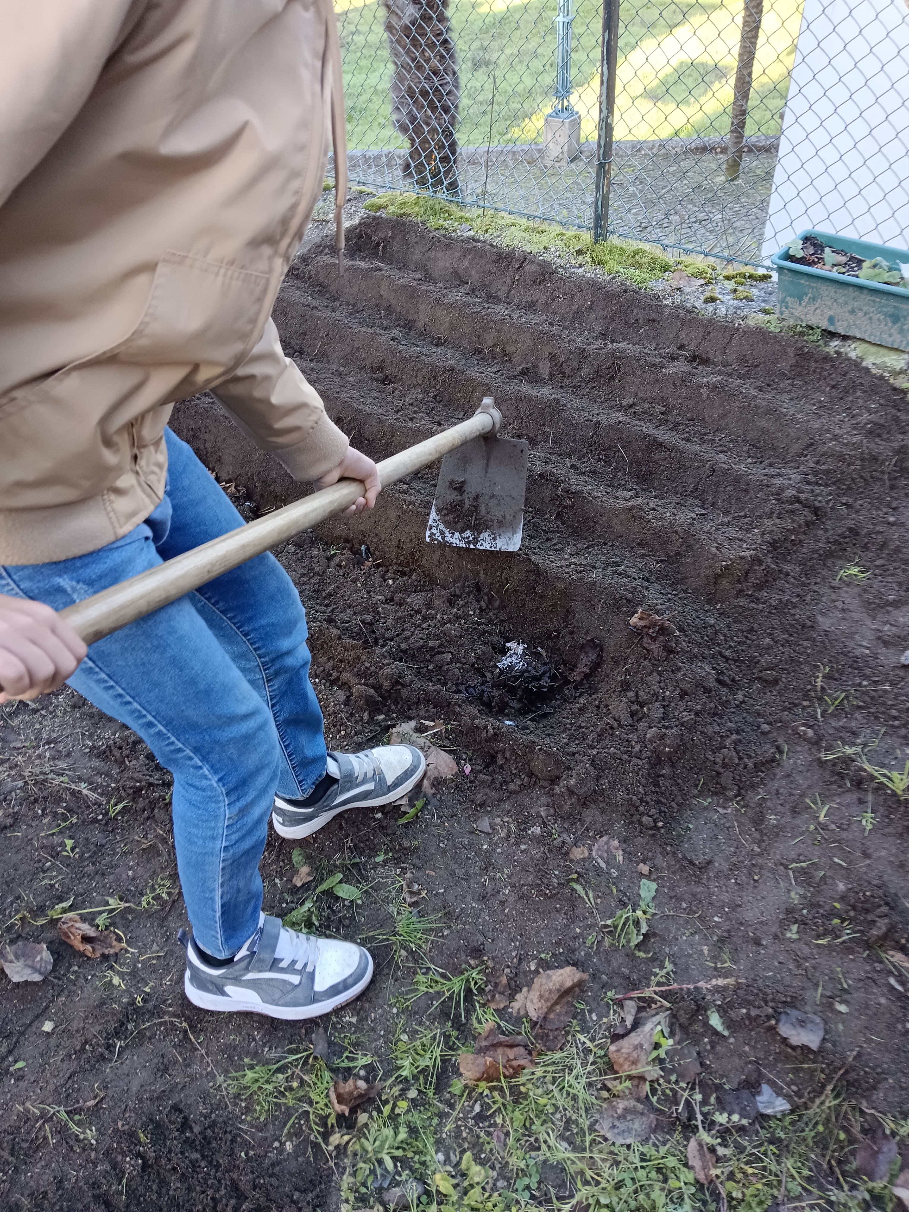 Utilização do composto para adubar o terreno.