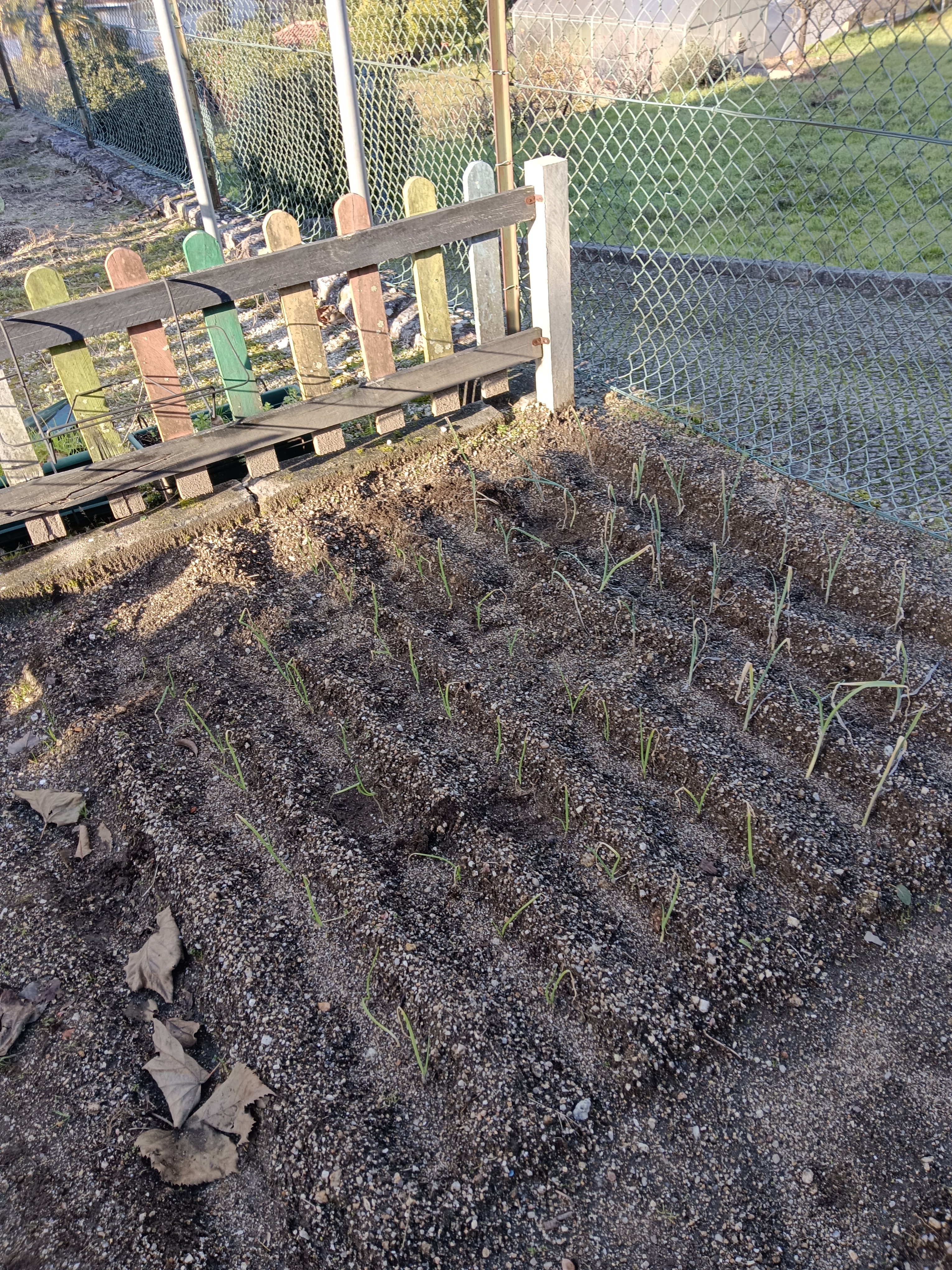Vista de uma parcela da Horta Bio com cebola.